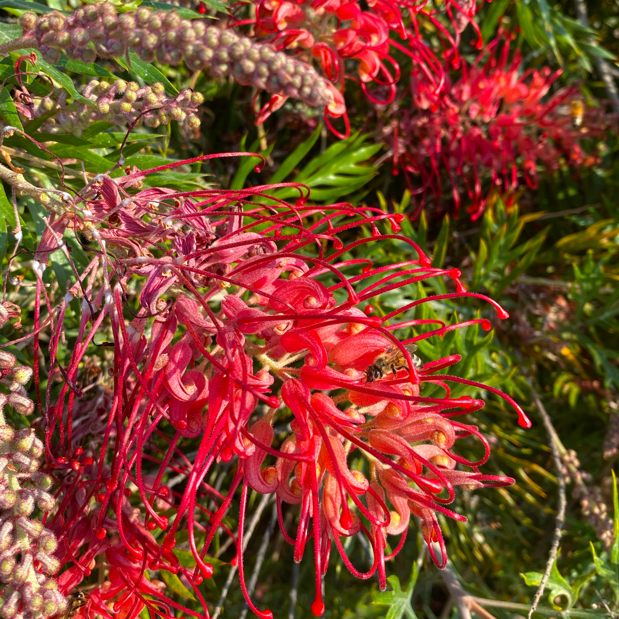 Grevillea 'Robyn Gordon' - Grevillea banksii bipinnatifida Robyn Gordon