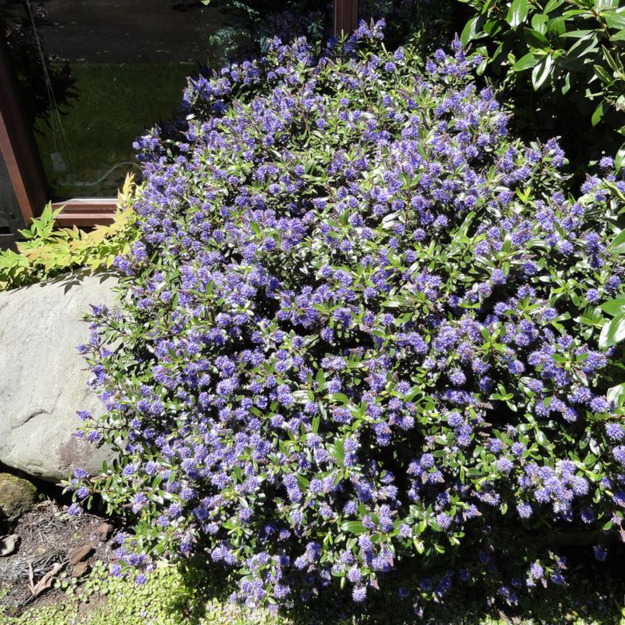 Hebe hybrida Heebie Jeebies