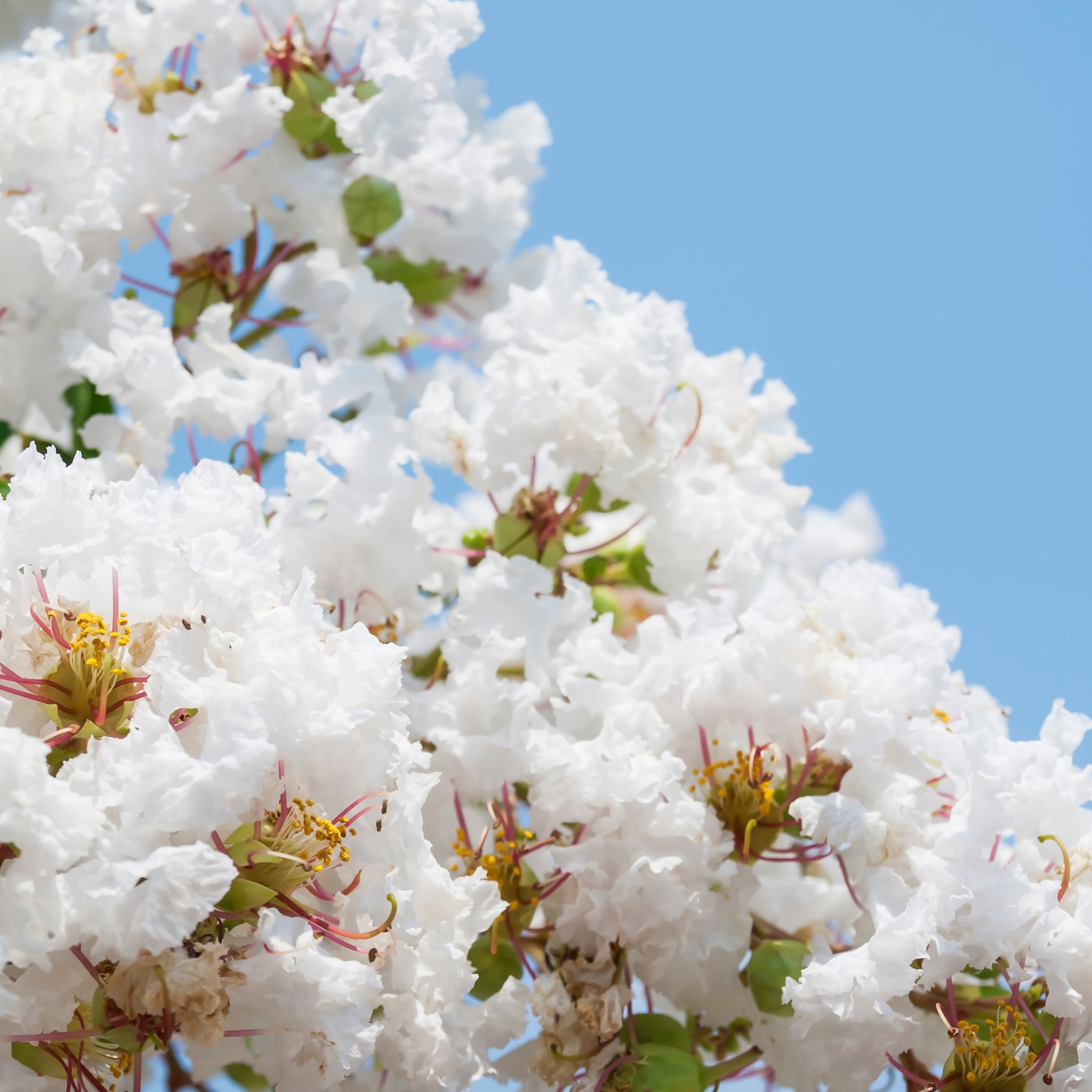 White Crepe Myrtle - Lagerstroemia indica fauriei 'Acoma'