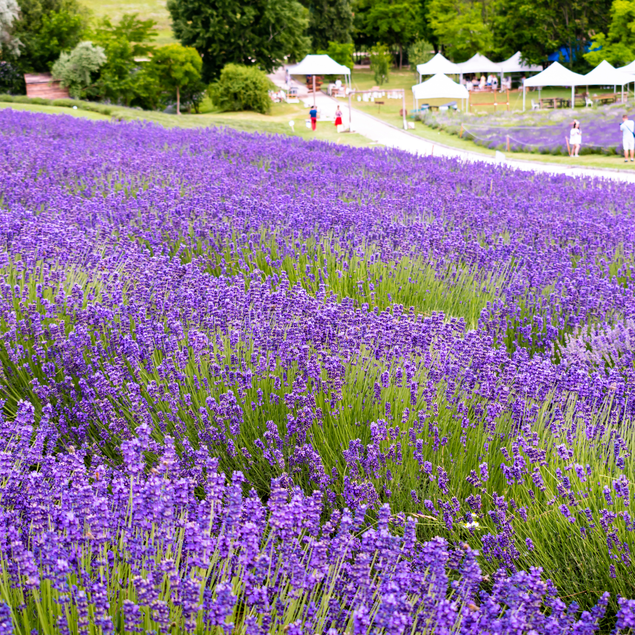 Dutch Lavender - Lavandula intermedia 'Grosso'