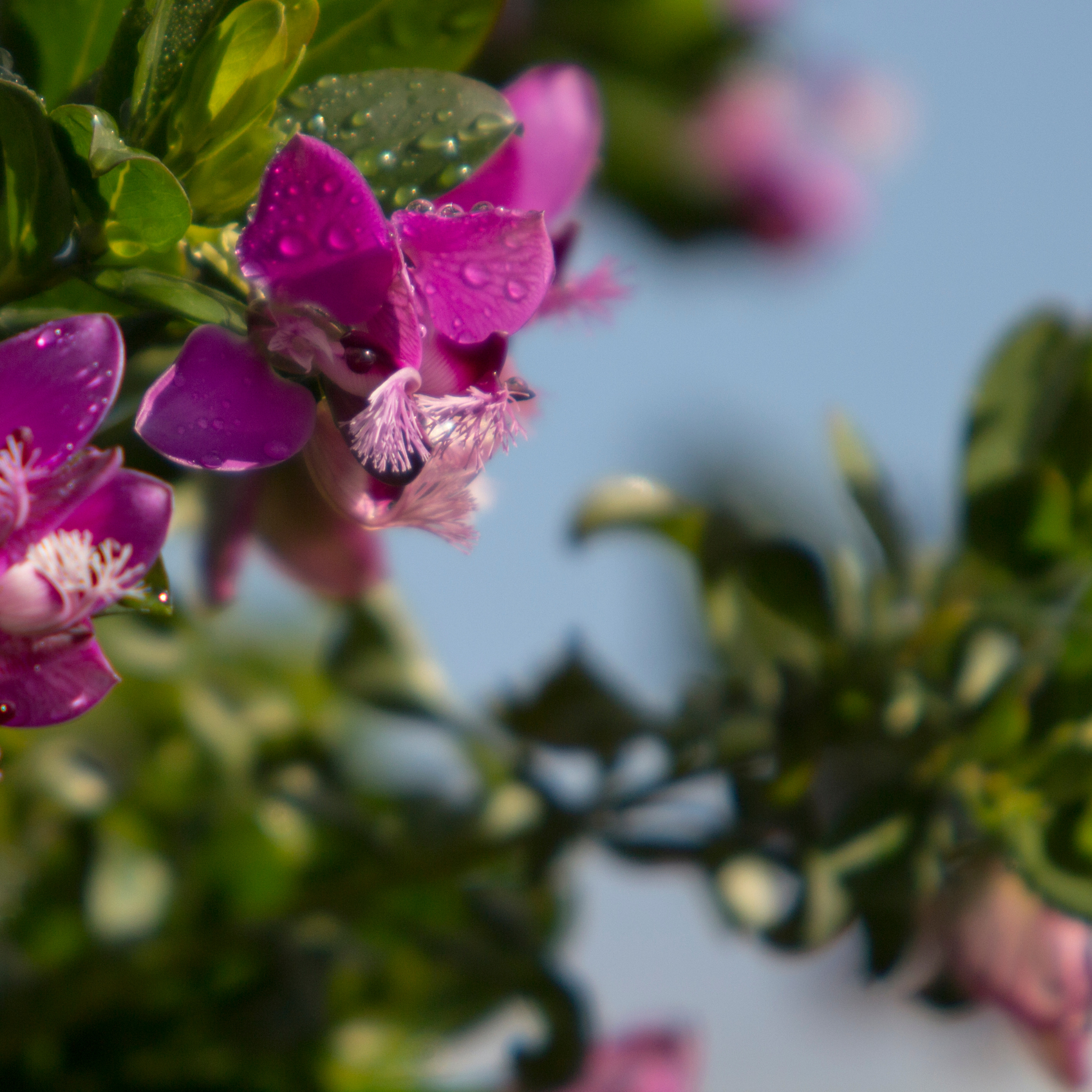 Little Polly Dwarf Sweet Pea Shrub - Polygala oppositifolia Little Polly