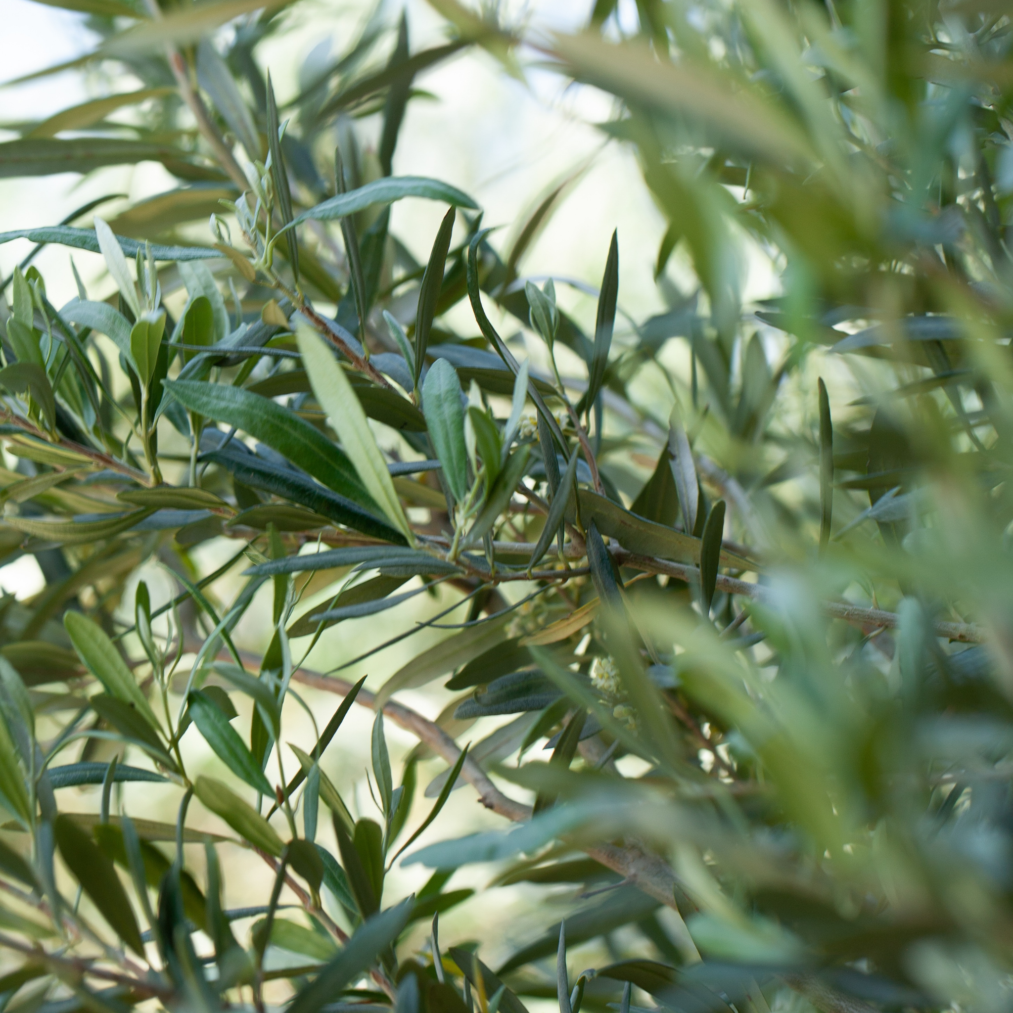 Dwarf Olive Tress - Olea europaea Bambalina