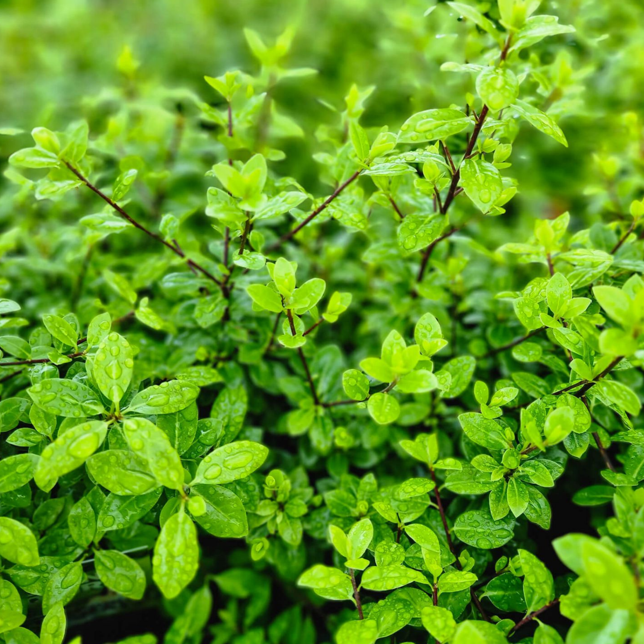 Close-up of green leaves with a blurred green background