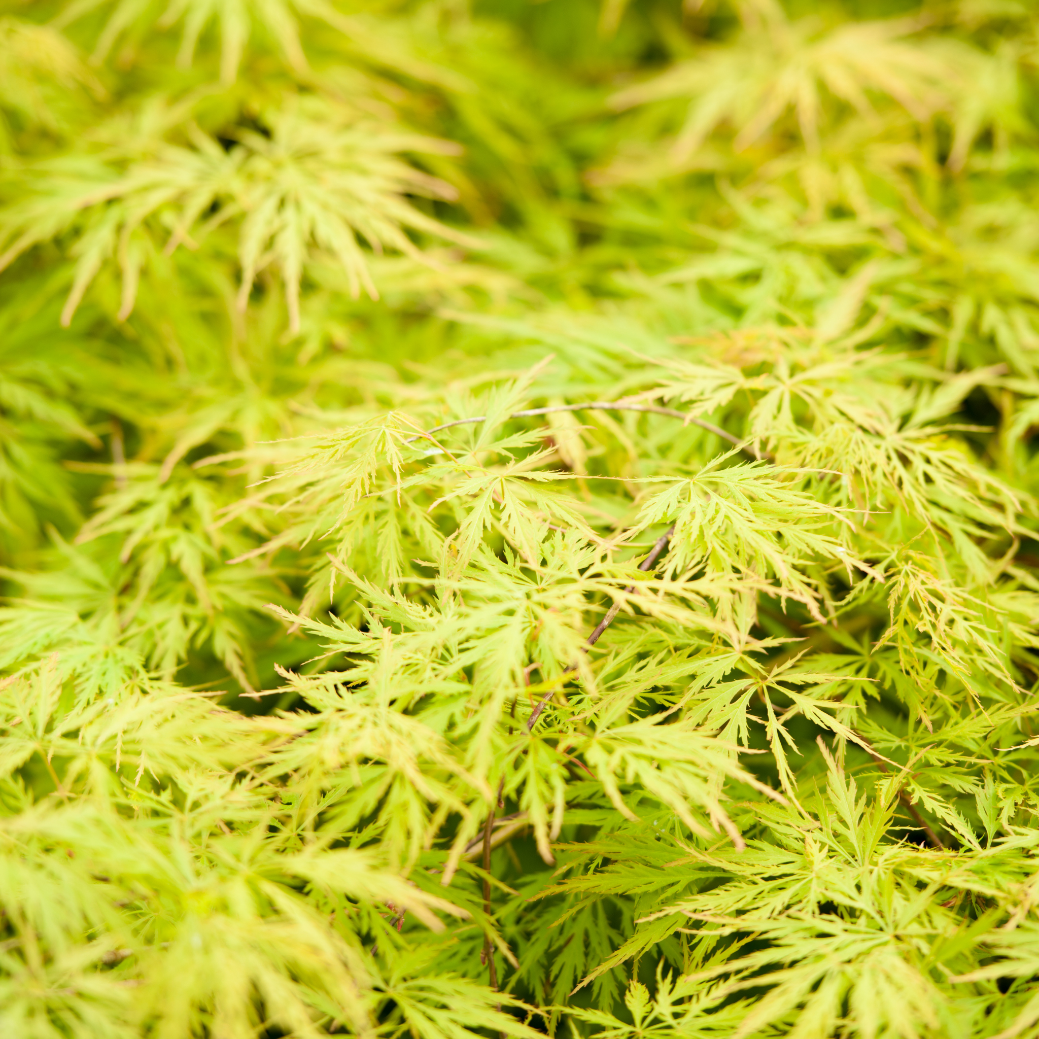 Weeping Japanese Maple Ellen - Acer palmatum Dissectum Ellen