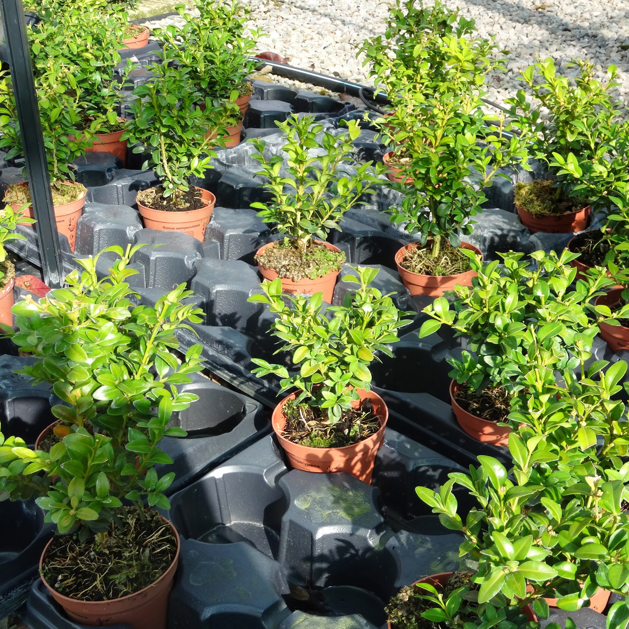 Potted plants arranged on a black plastic tray outdoors.