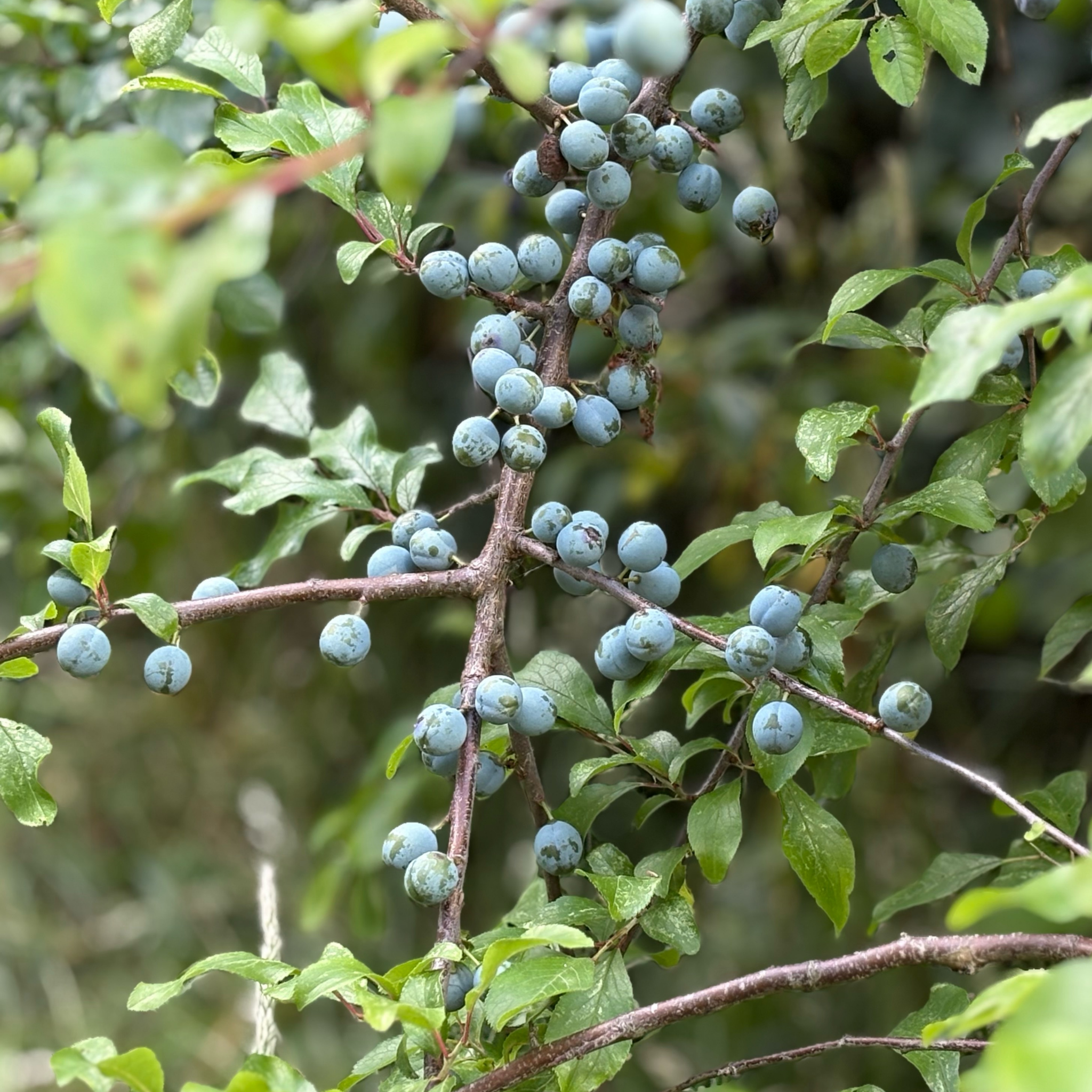 Blueberry Ash - Elaeocarpus reticulatus