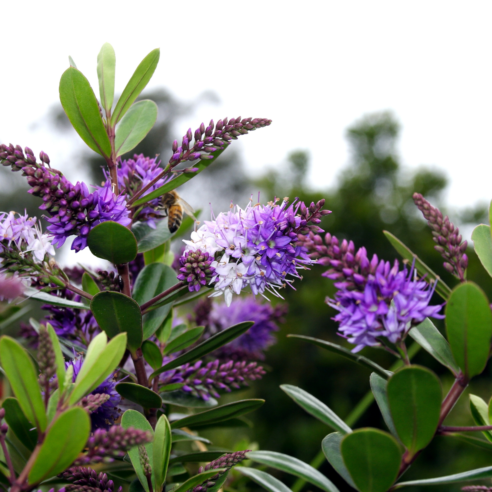 Hebe hybrida Marie Antoinette