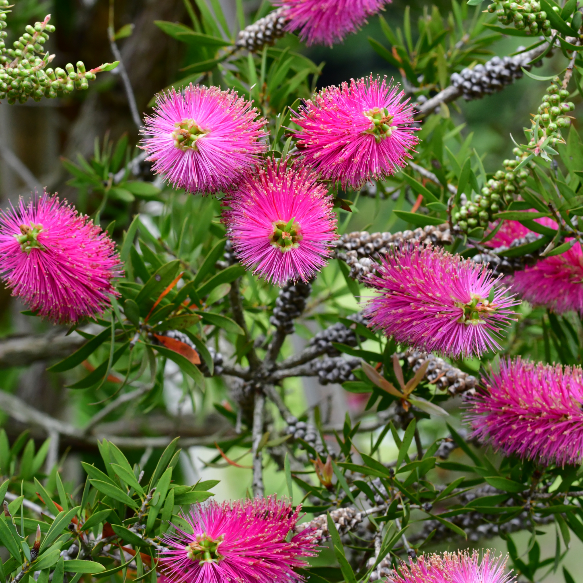 Pink Bottlebrush - Callistemon hybrida 'Candy Pink'