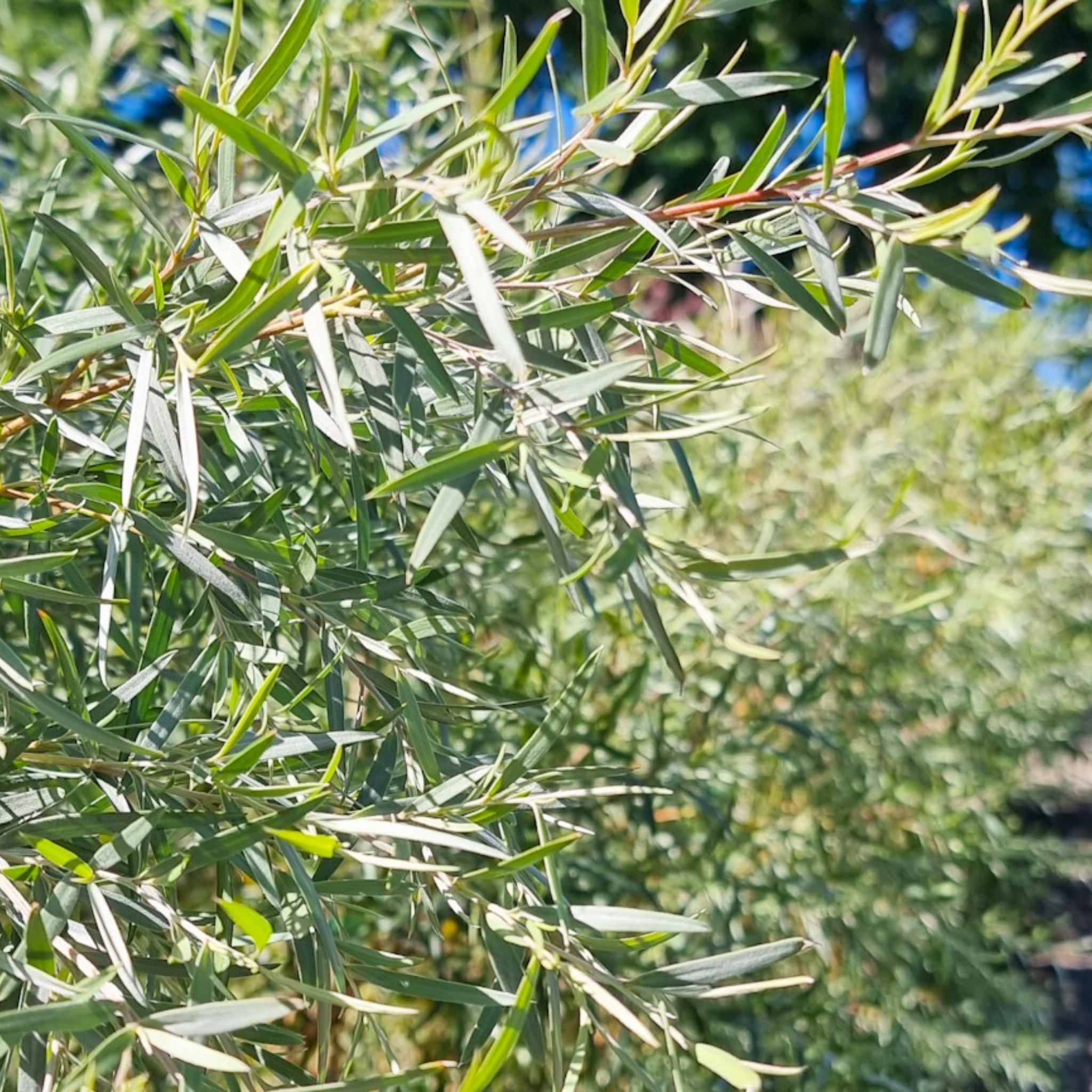 Silver Weeping Tea Tree - Leptospermum brachyandrum