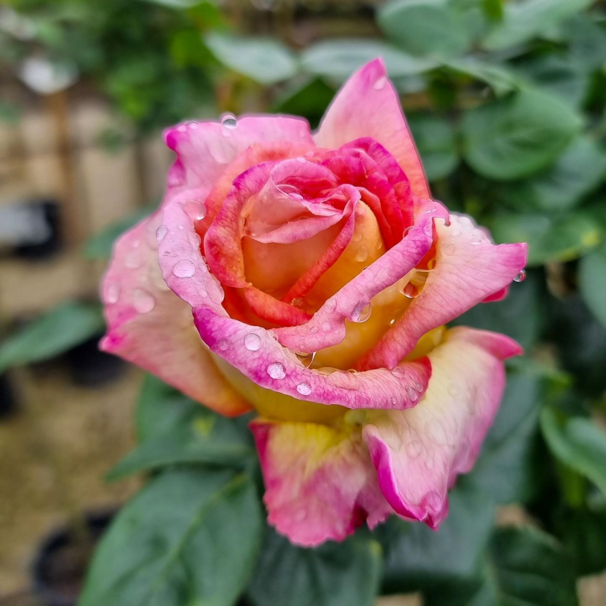 Peace Hybrid Tea Rose - Rosa Peace