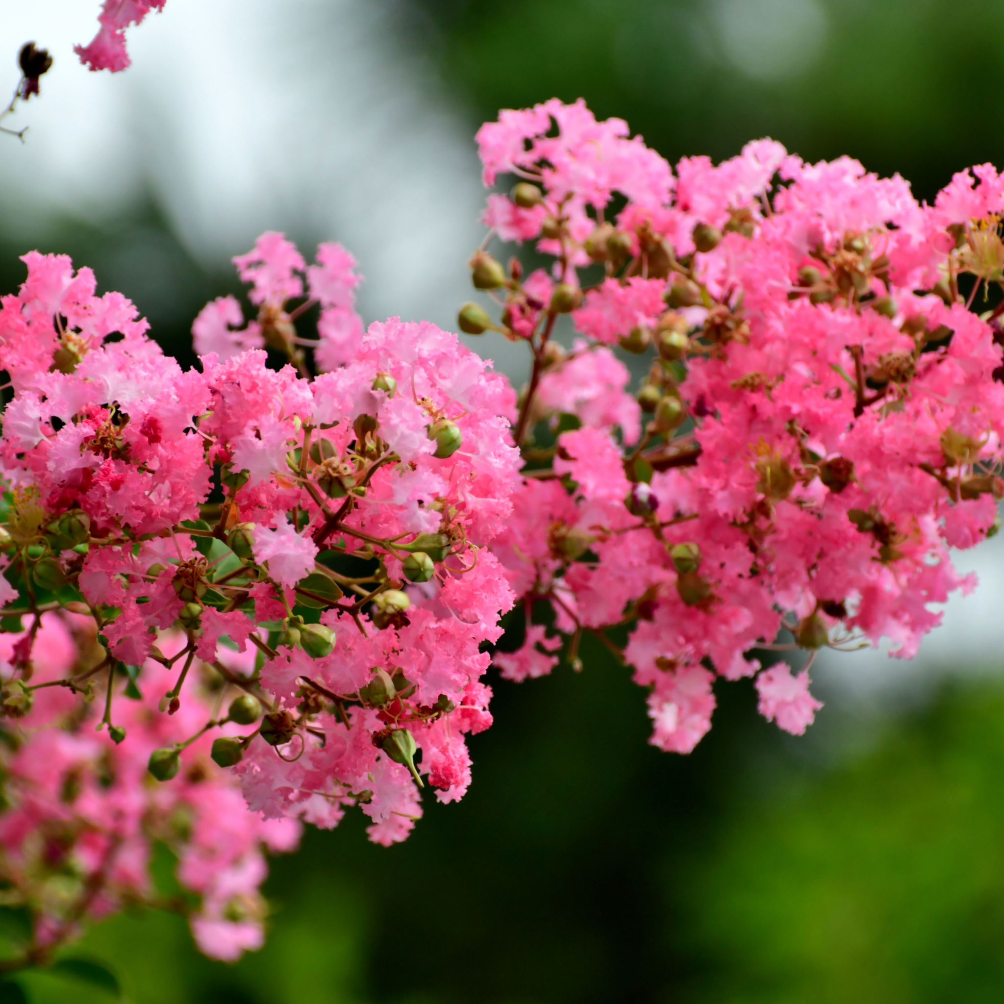 Pink Crepe Myrtle - Lagerstroemia indica fauriei Biloxi