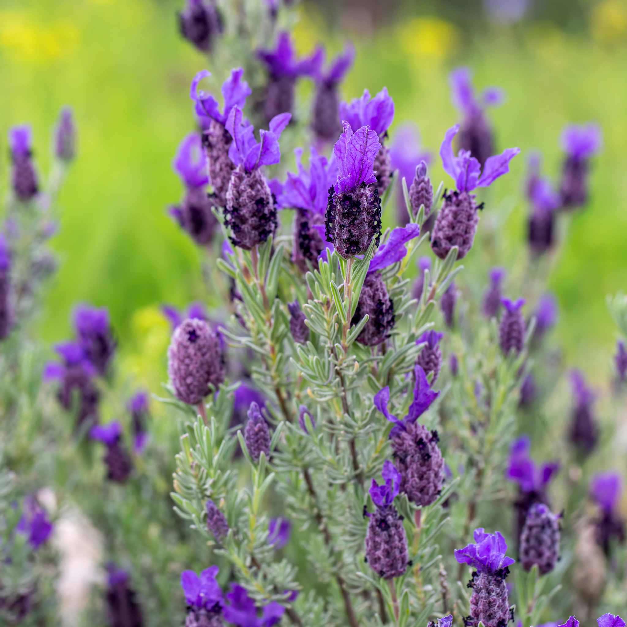 Italian Lavender Javelin Forte Purple - Lavandula stoechas Javelin Forte Purple