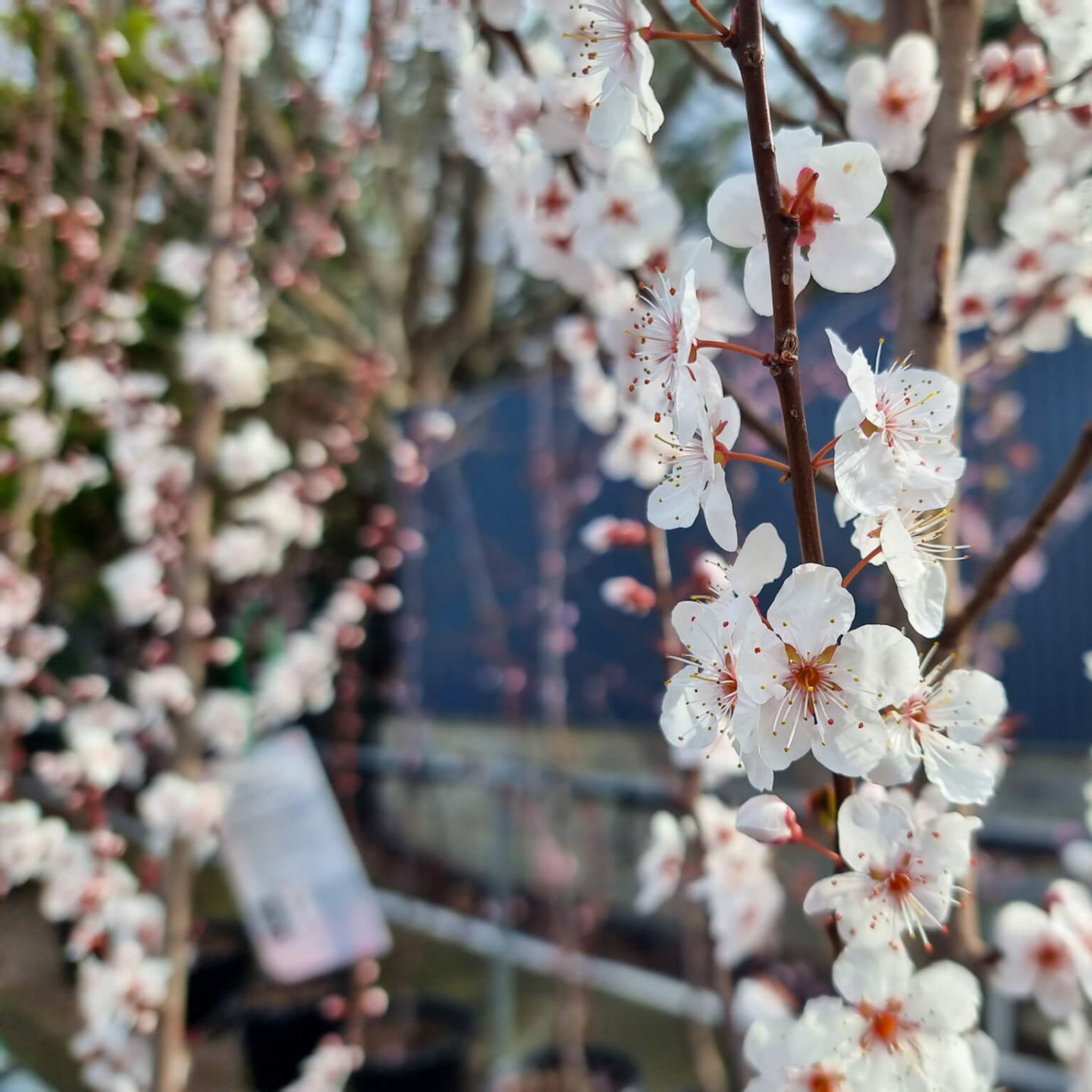 Close-up of white cherry blossoms with a blurred background