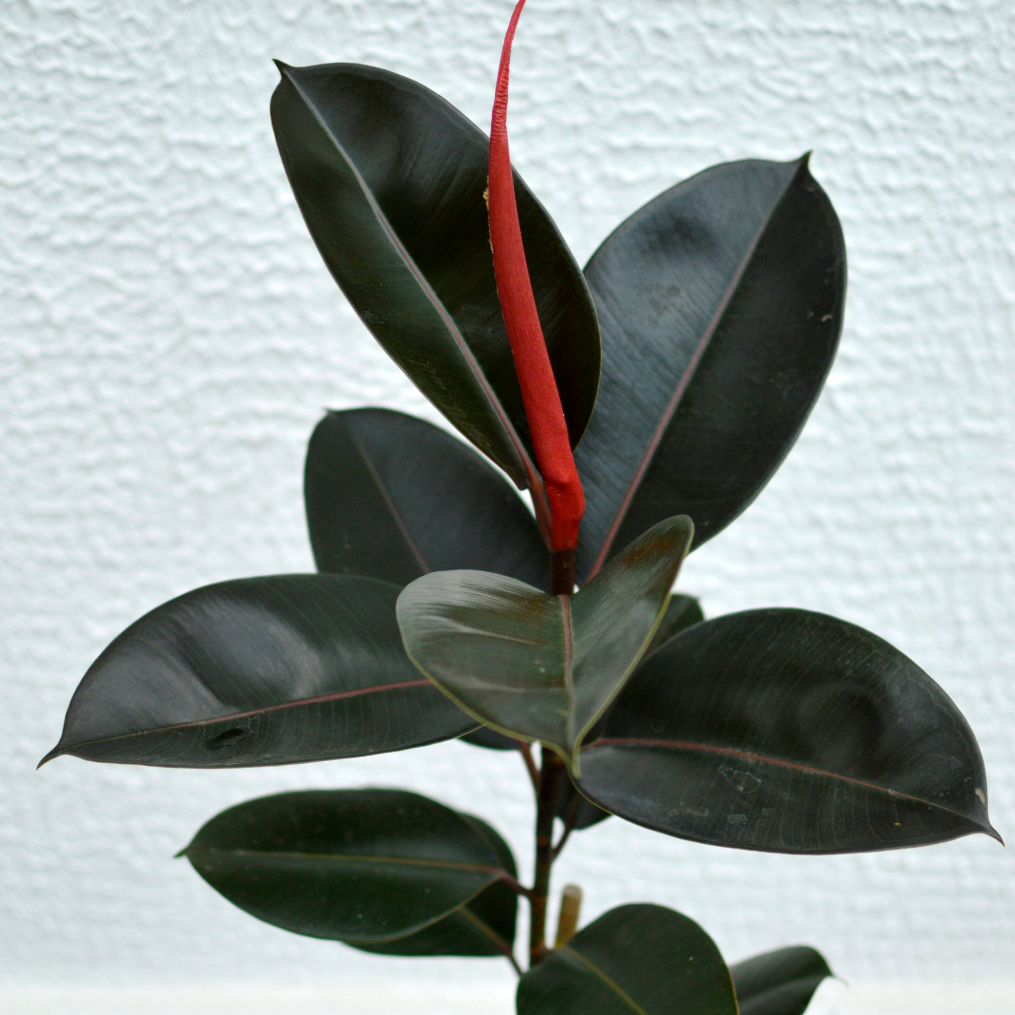 Burgundy Rubber Tree Plant - Ficus elastica Burgundy
