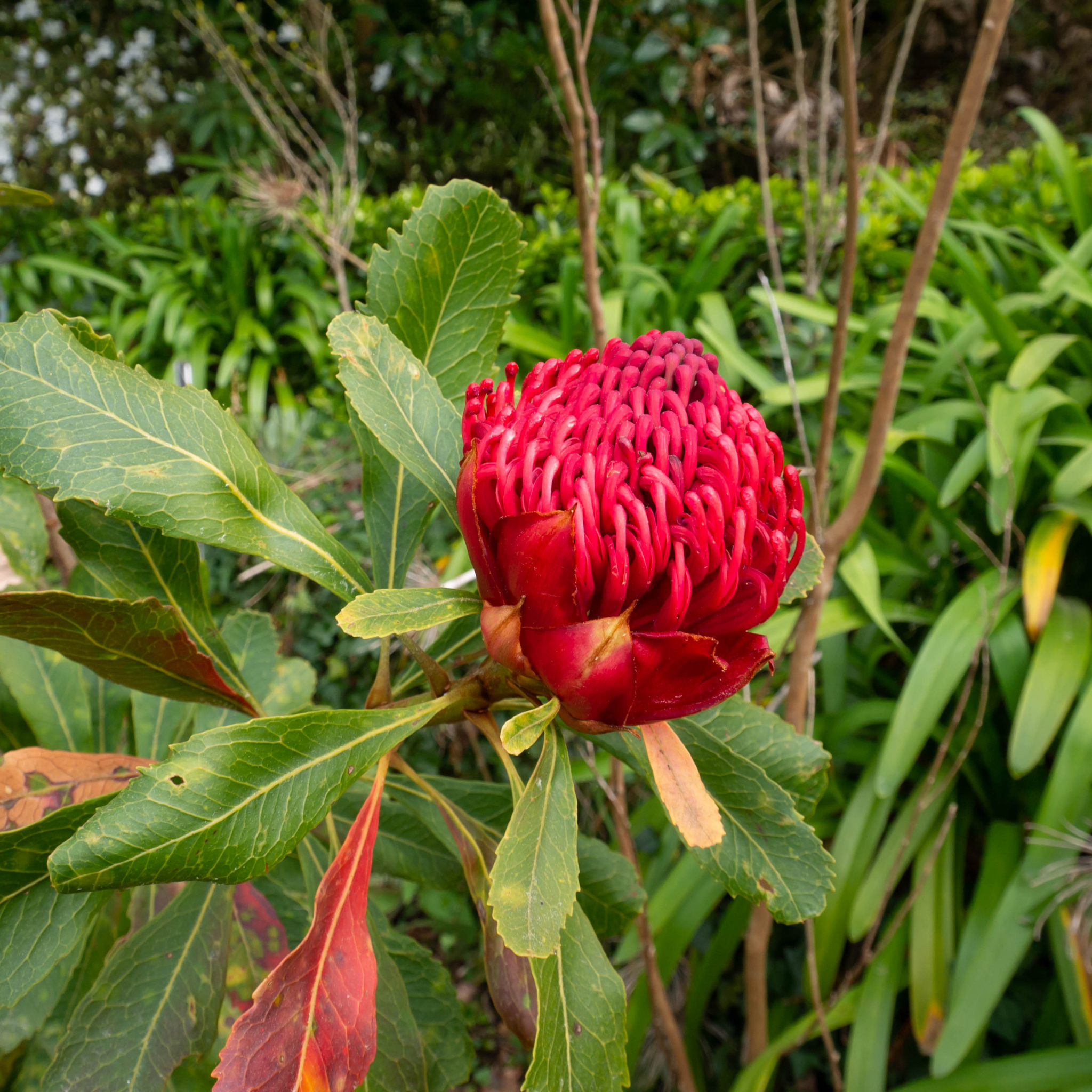 Waratah 'Shady Lady Crimson' - Telopea speciosissima oreades Shady Lady Crimson