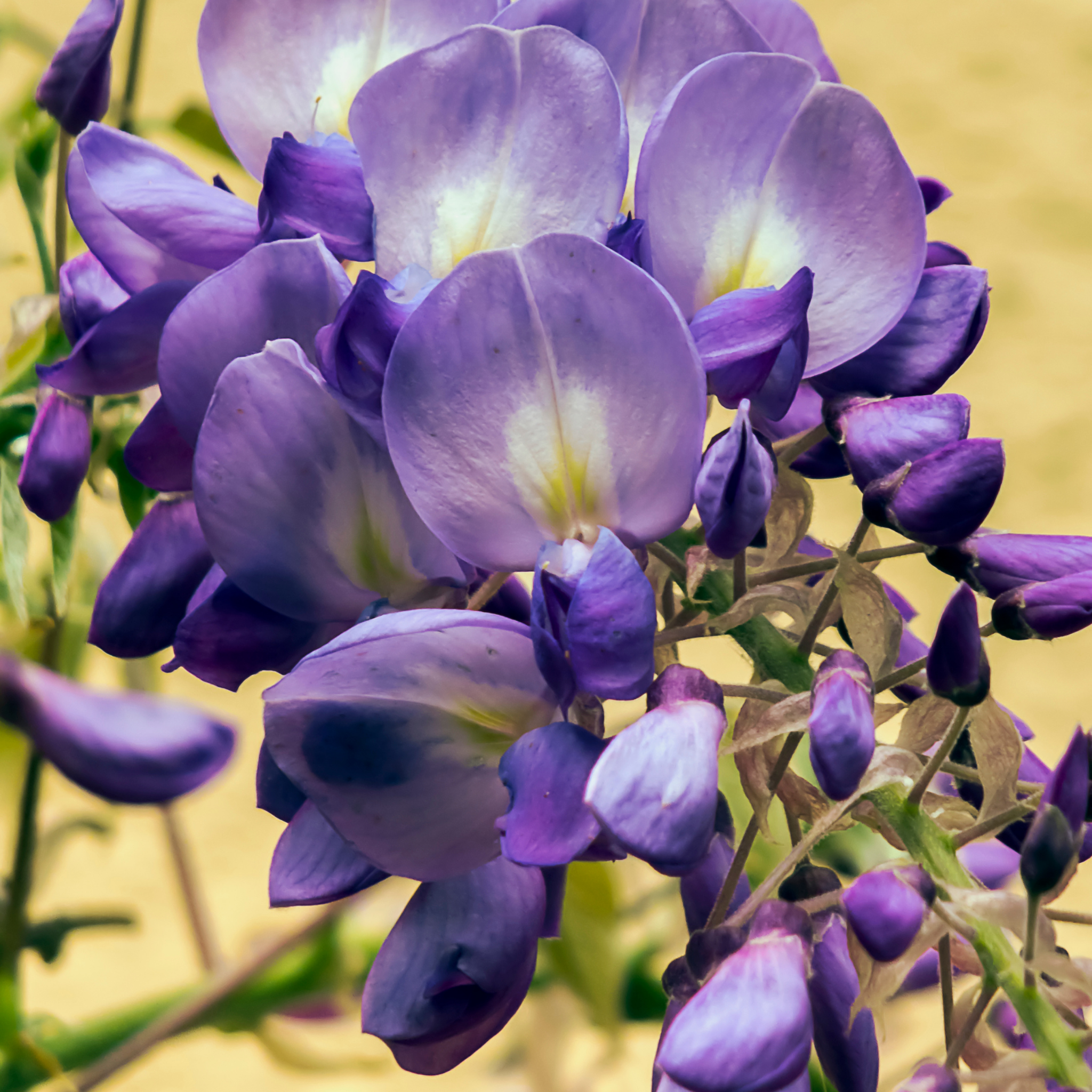 Blue Chinese Wisteria - Wisteria sinensis