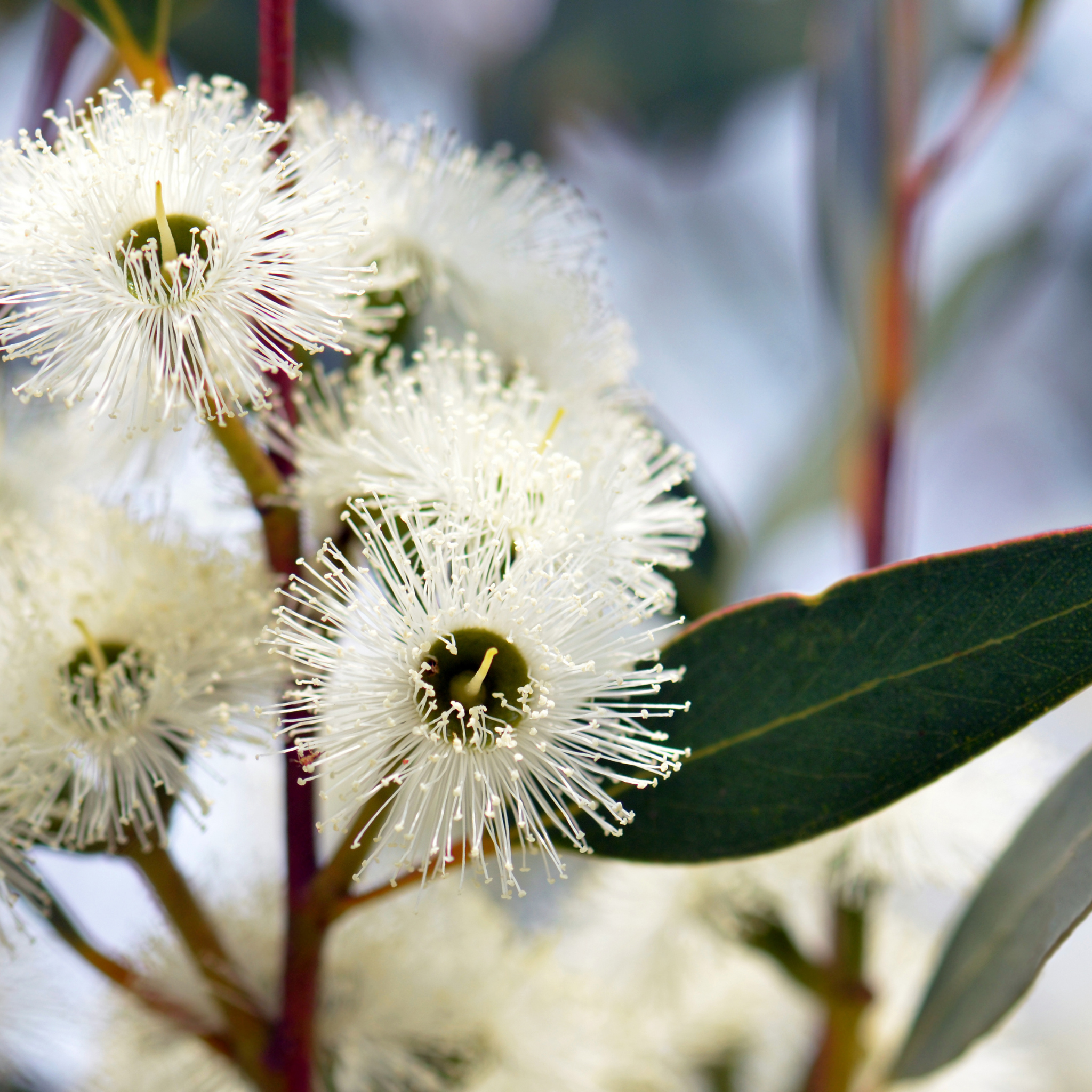 Lemon Scented Gum - Corymbia citriodora