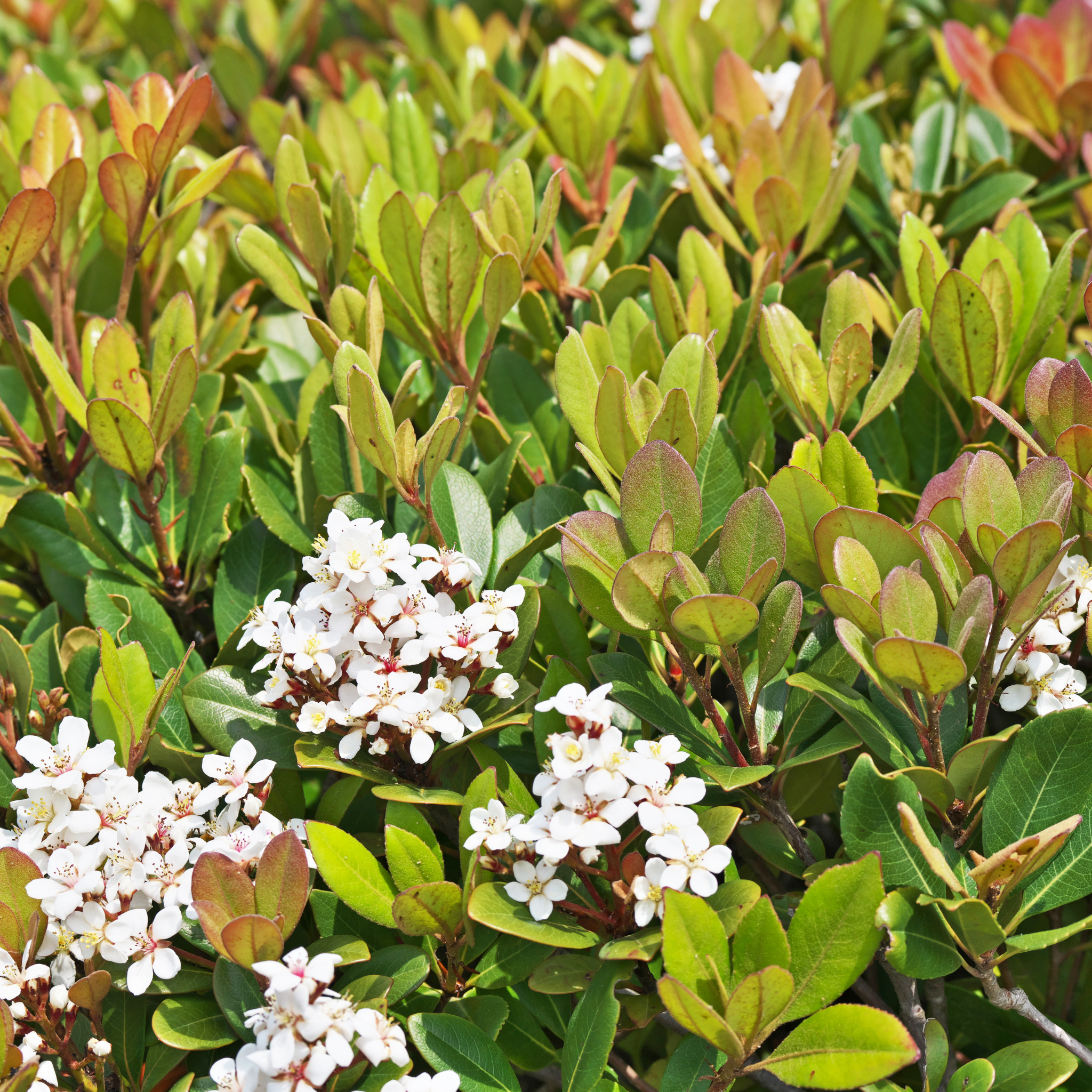 Dwarf Indian hawthorn Minikin - Rhaphiolepis indica Minikin