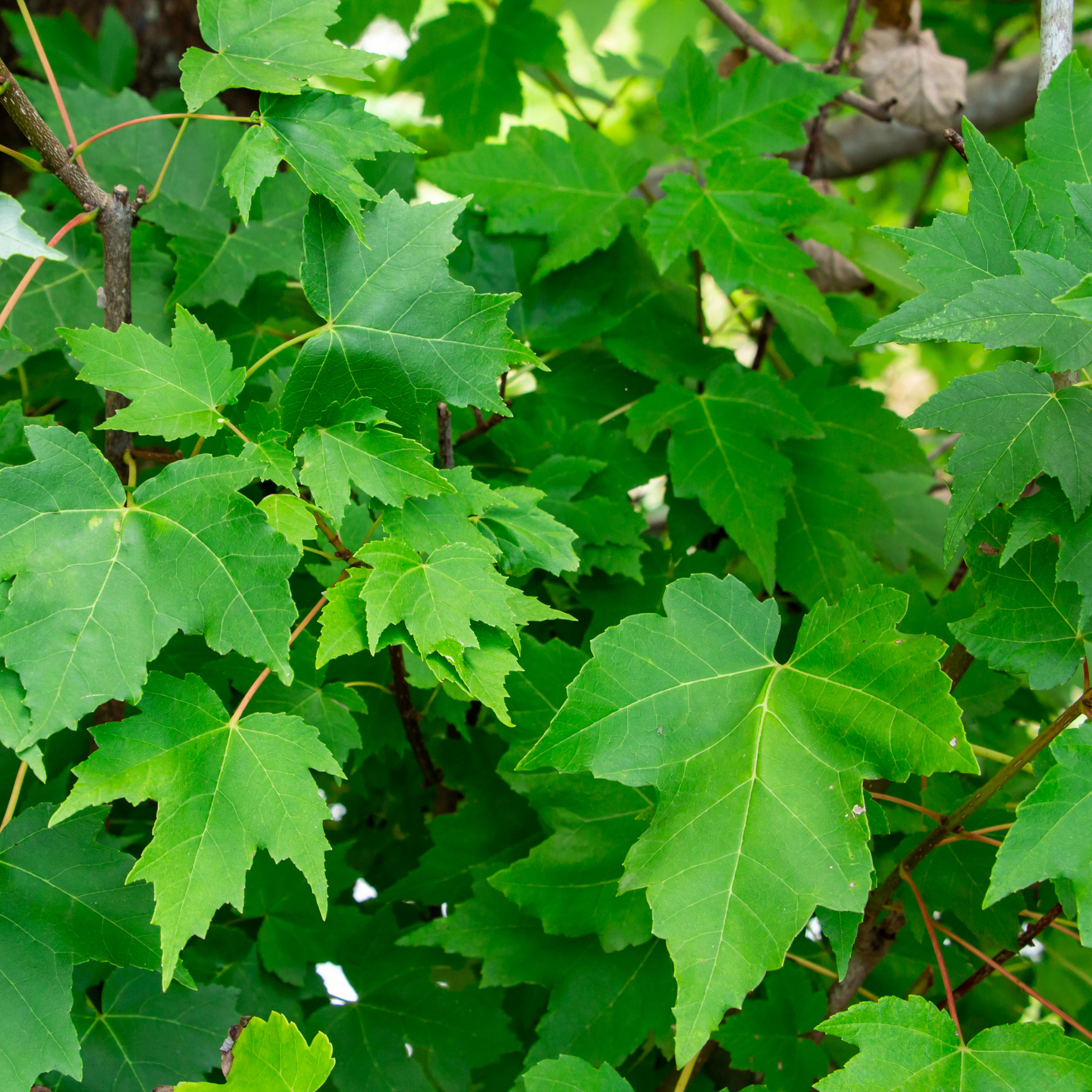 Close-up of green maple leaves on a tree