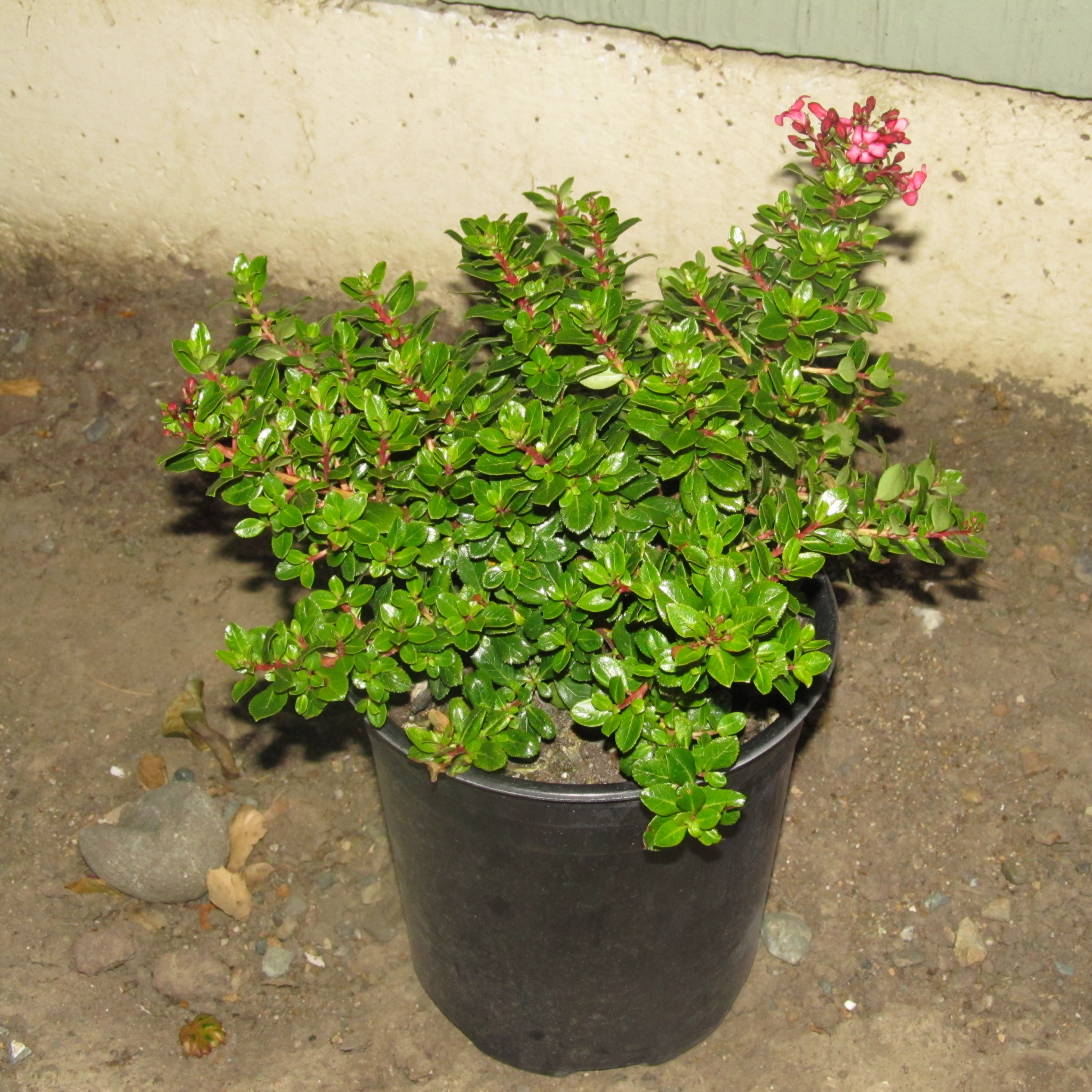 Escallonia hybrida Newport Dwarf