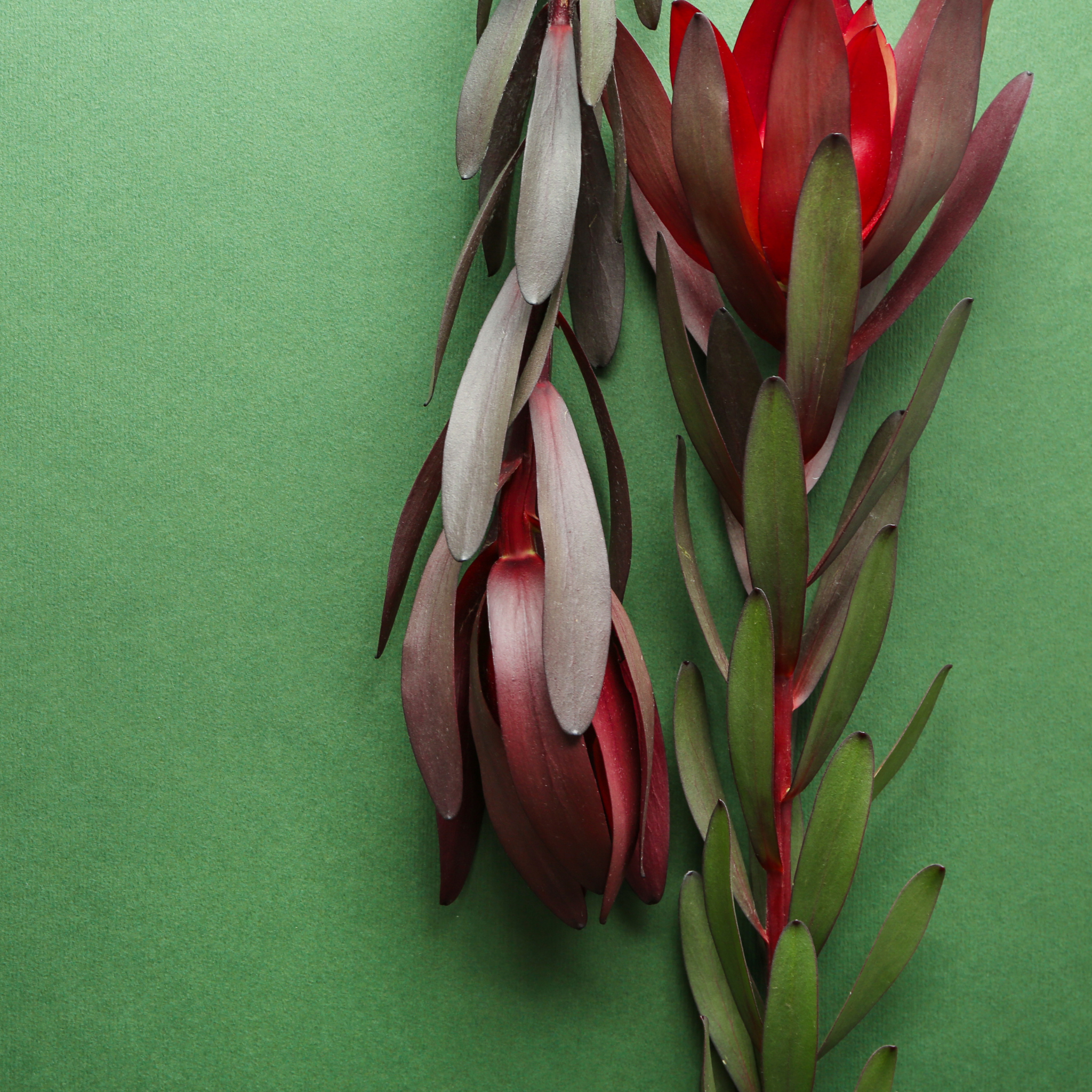 Conebush Devils Blush - Leucadendron salignum Devils Blush