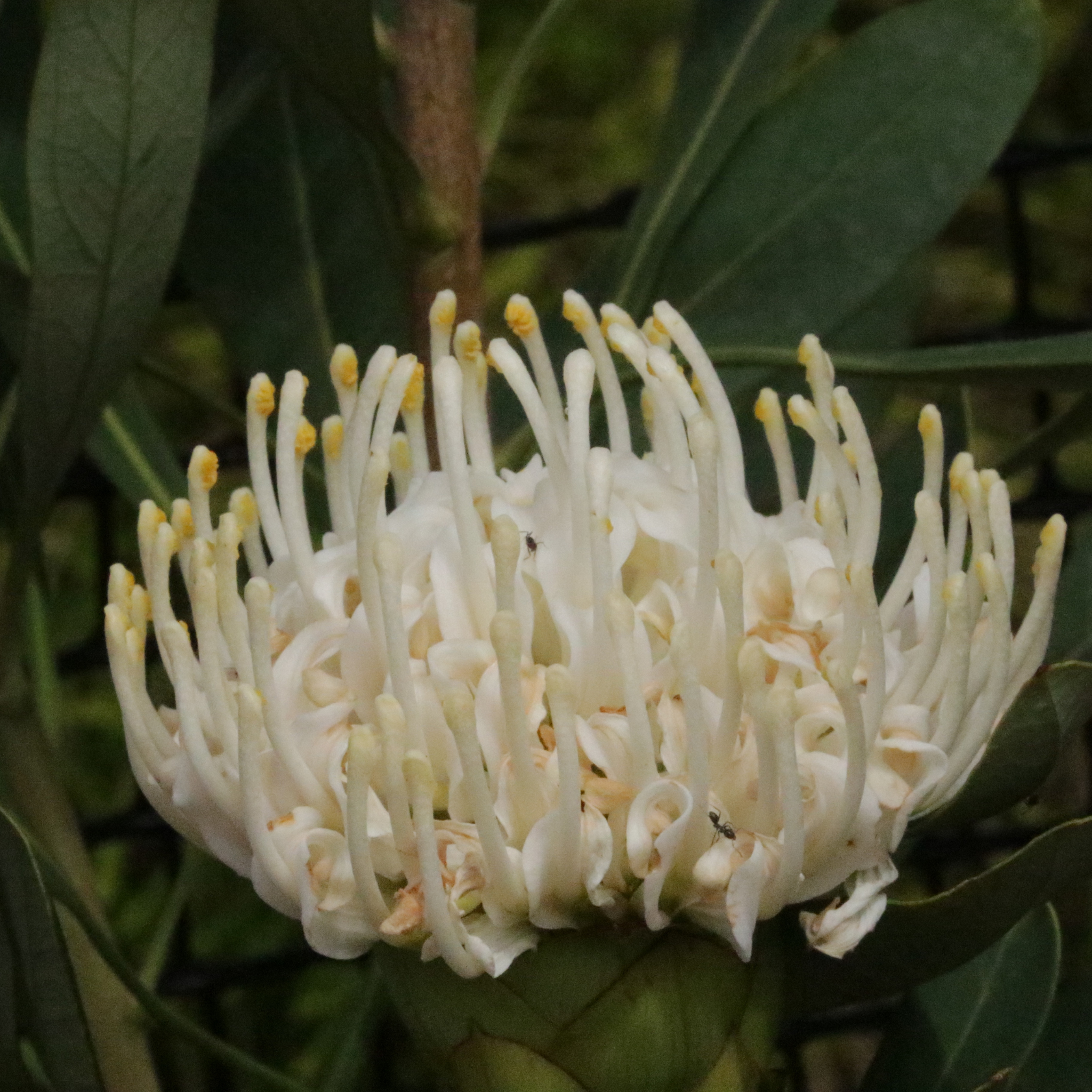 Waratah 'Shady Lady White' - Telopea speciosissima oreades Shady Lady White