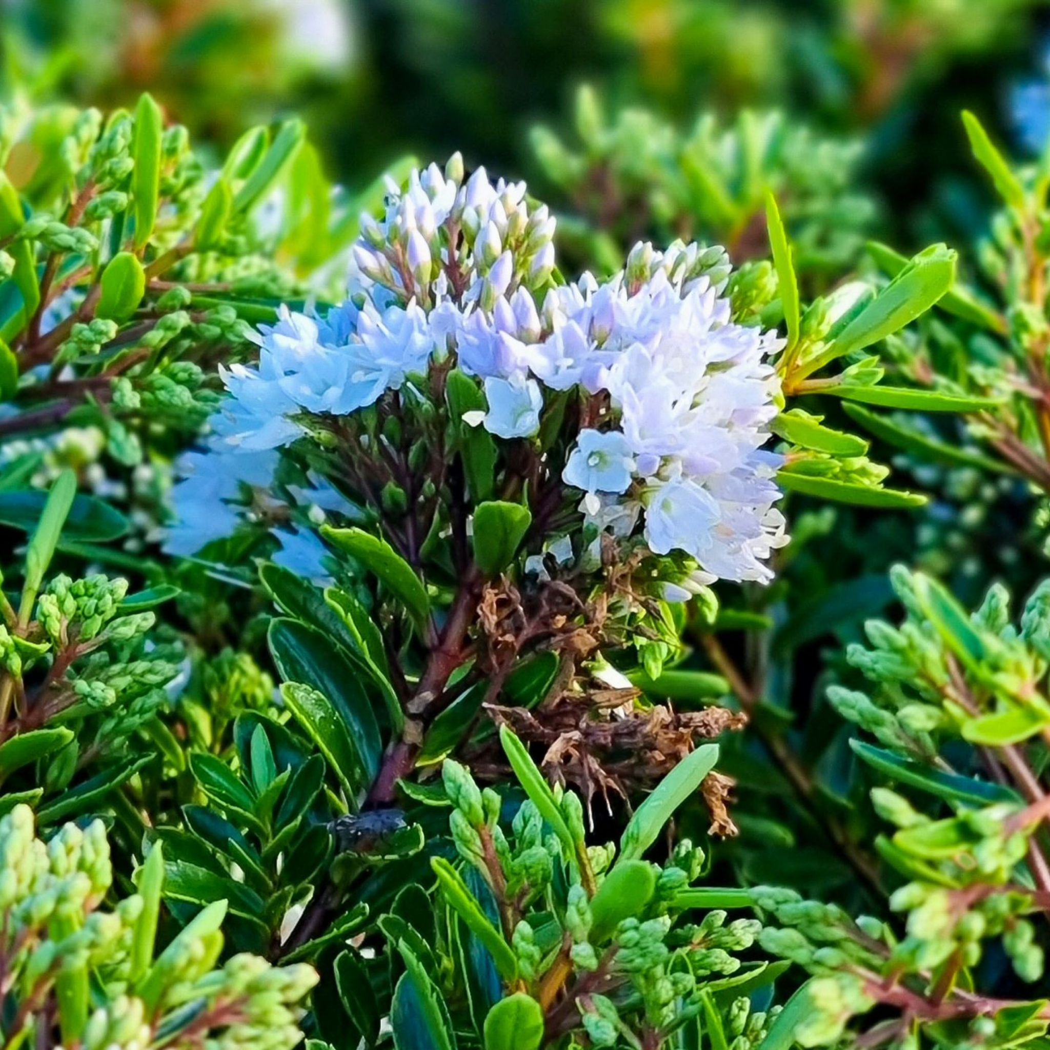 Boxwood Hebe - Hebe buxifolia