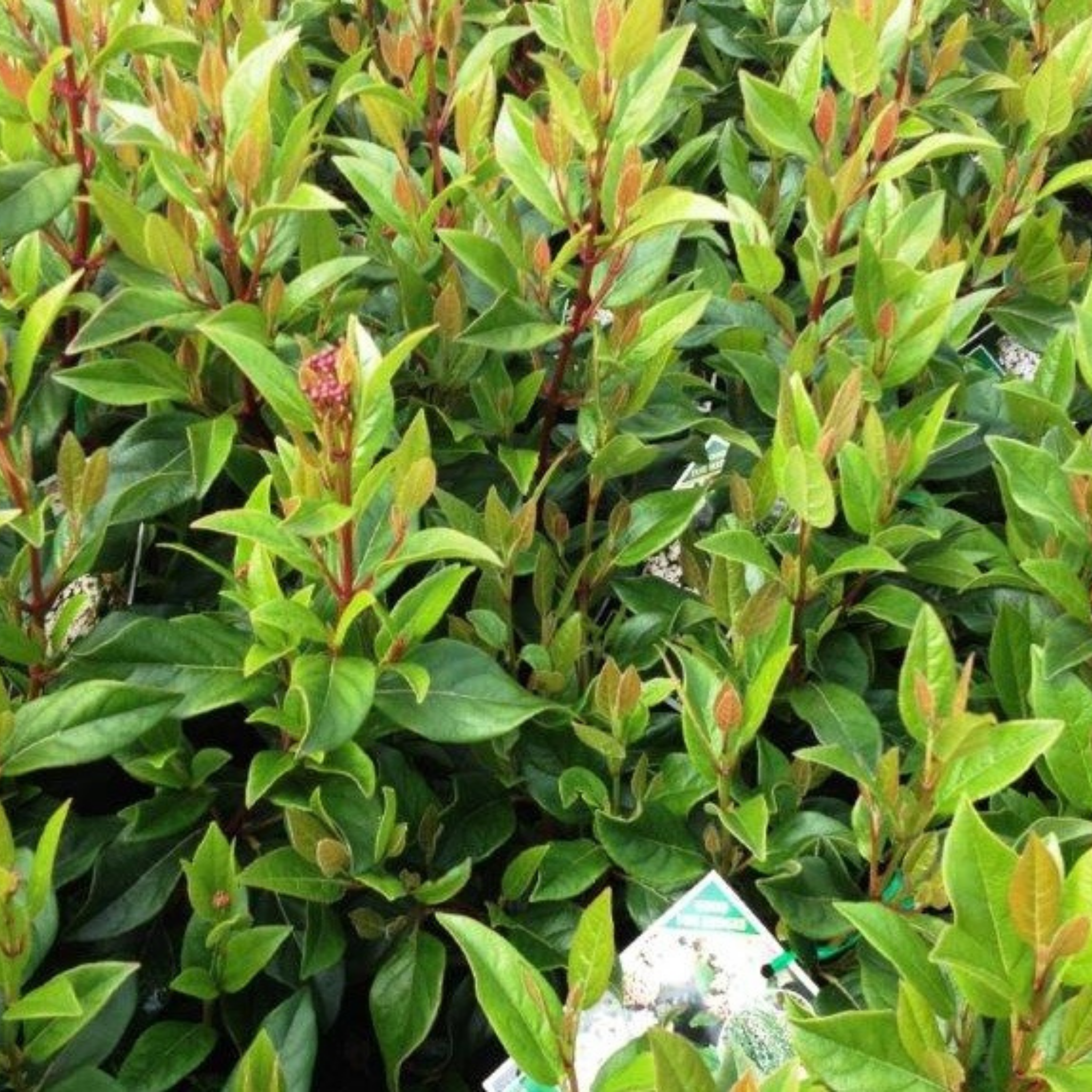 Viburnum tinus - Laurustinus