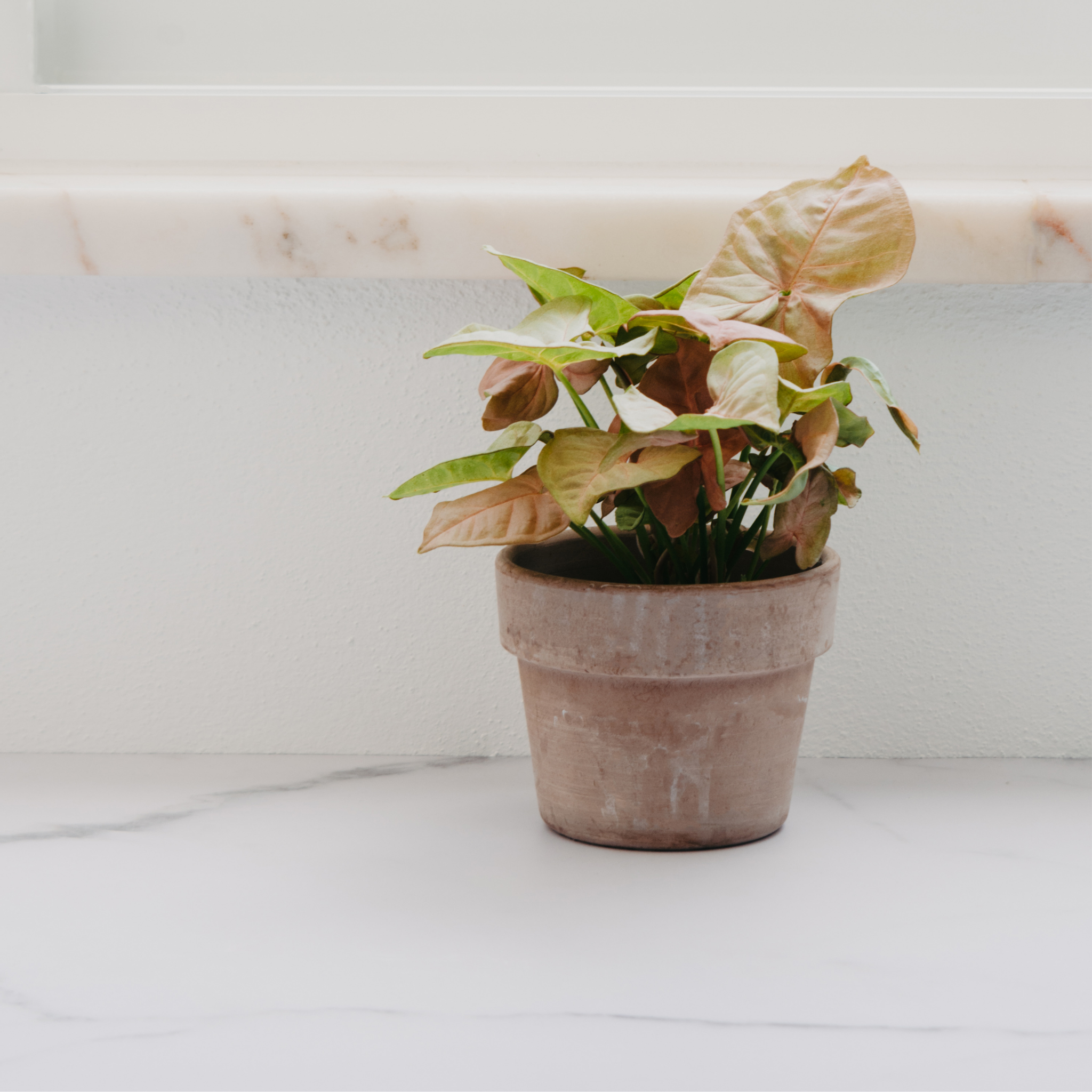Pink Syngonium - Syngonium podophyllum 'Neon' Arrowhead Plant