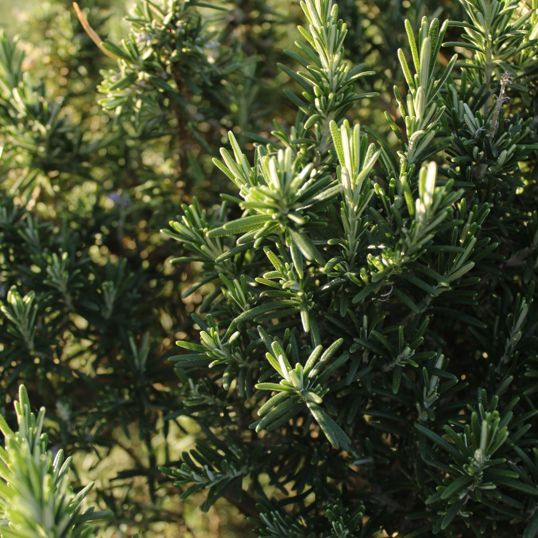 Rosemary Chefs Choice - Rosmarinus officinalis Chefs Choice