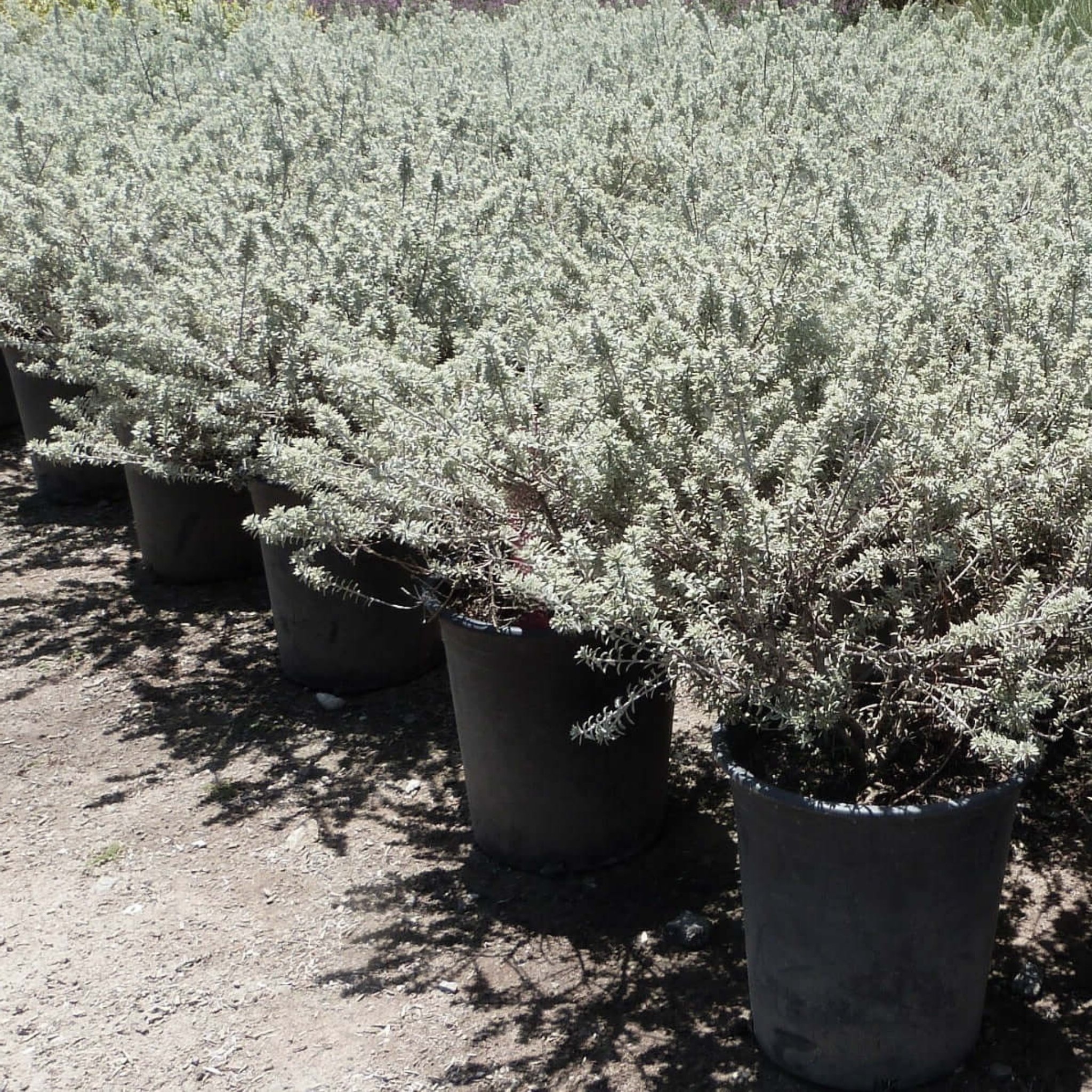 Coastal Rosemary Smokey - Westringia fruticosa Smokey
