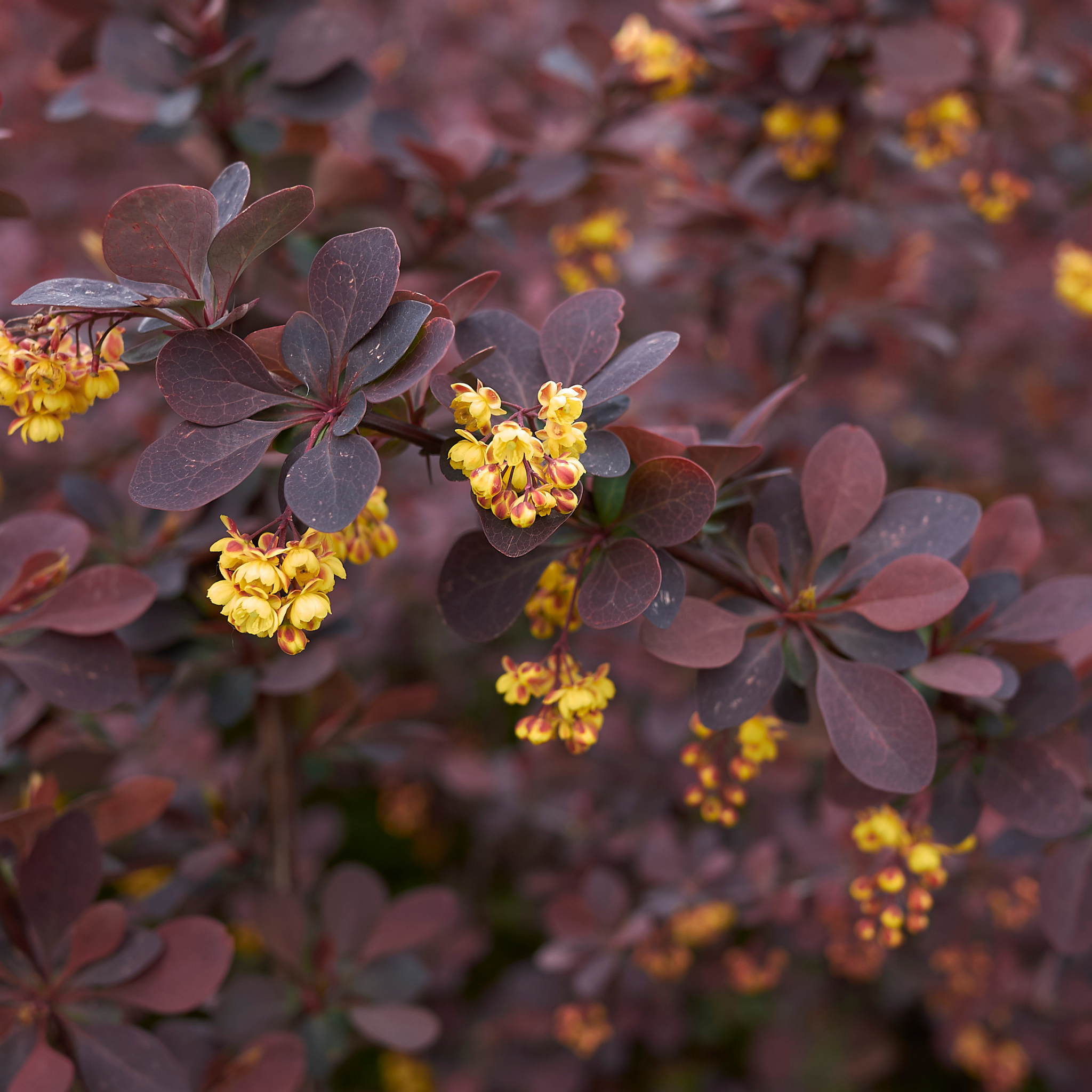 Purple Japanese Barberry - Berberis thunbergii atropurpurea