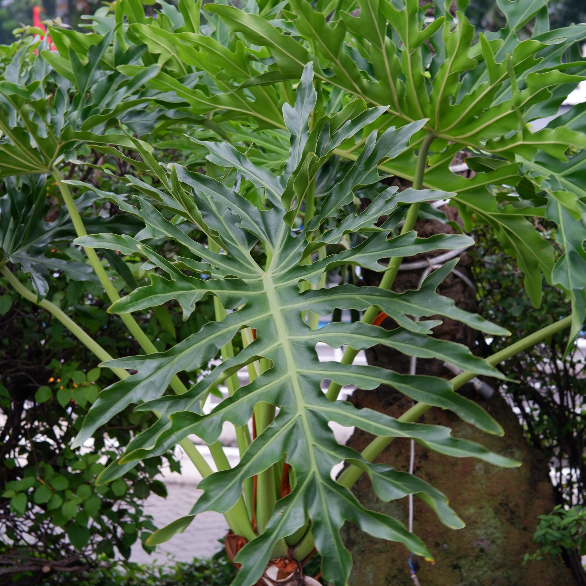 Xanadu Philodendron - Philodendron Xanadu