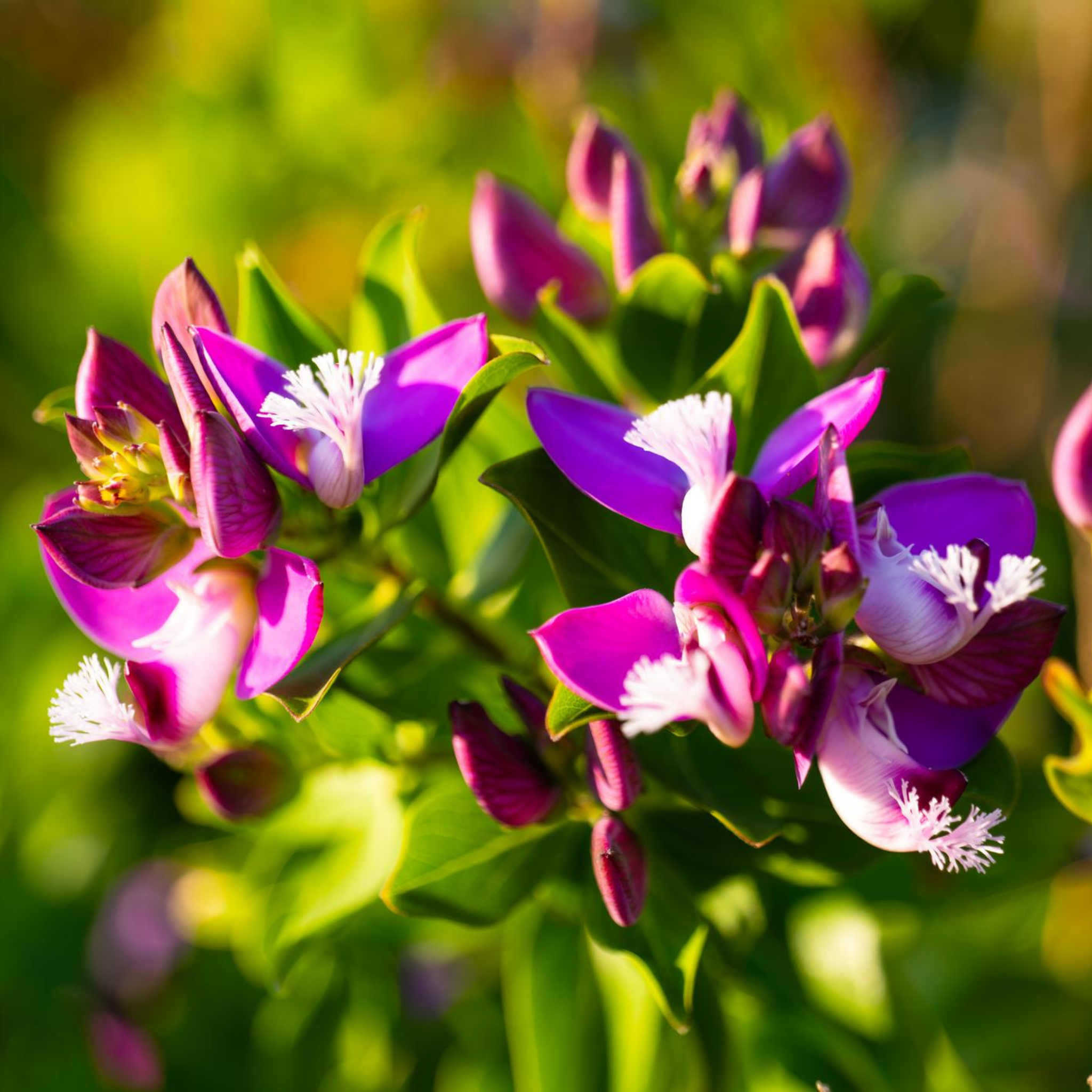 Close-up of purple and white flowers with green leaves on a blurred natural background