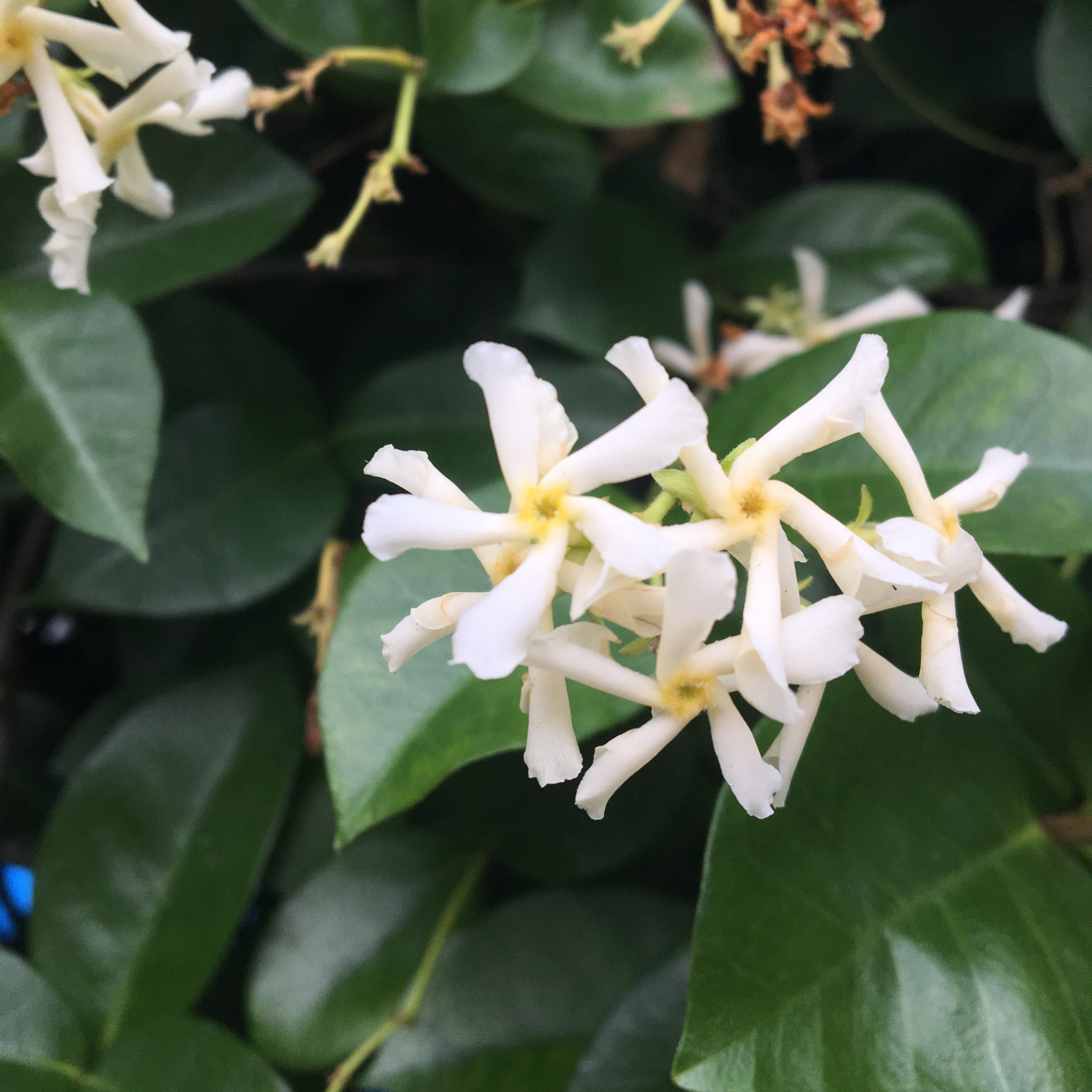 Japanese Star Jasmine - Trachelospermum asiaticum