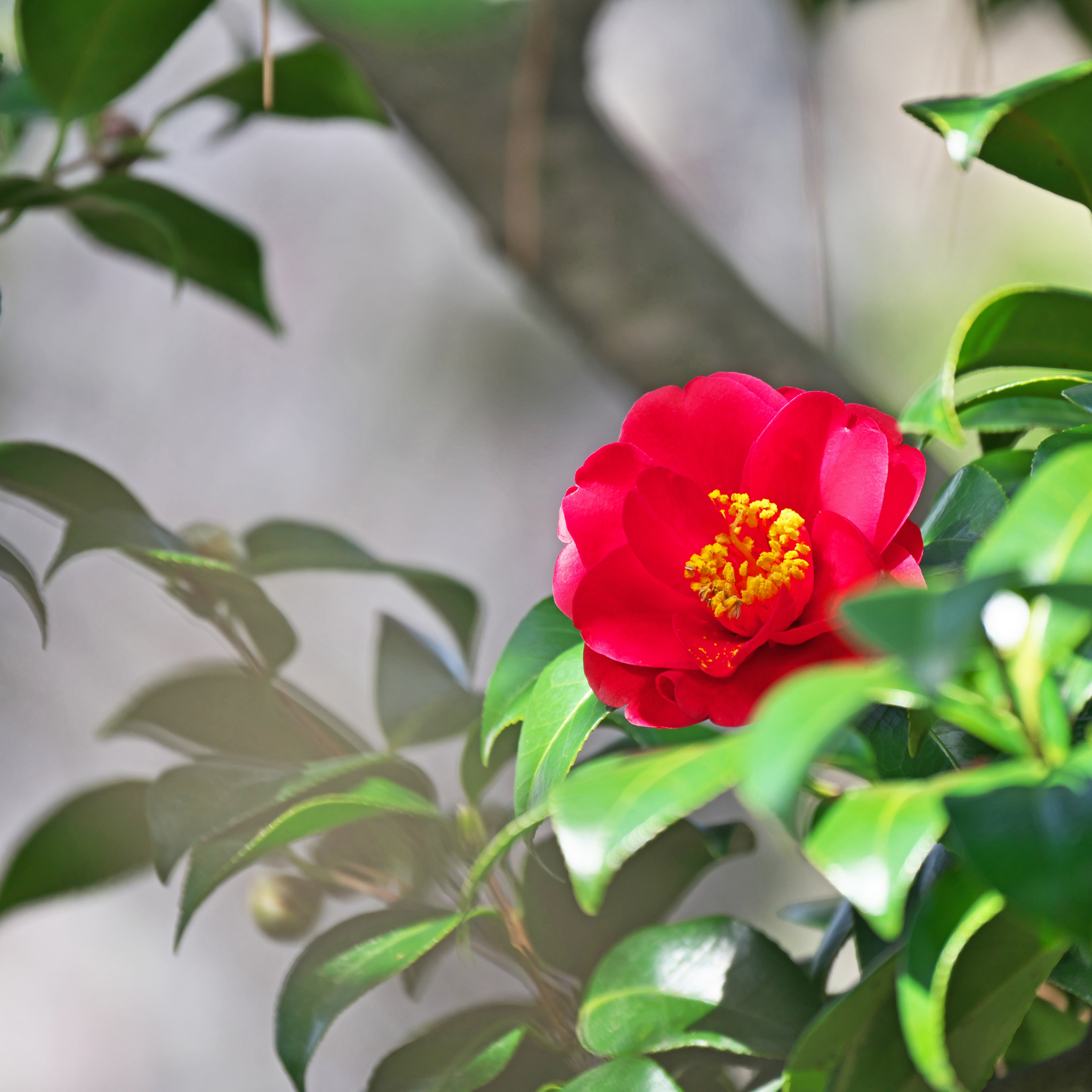 Camellia japonica Wildfire