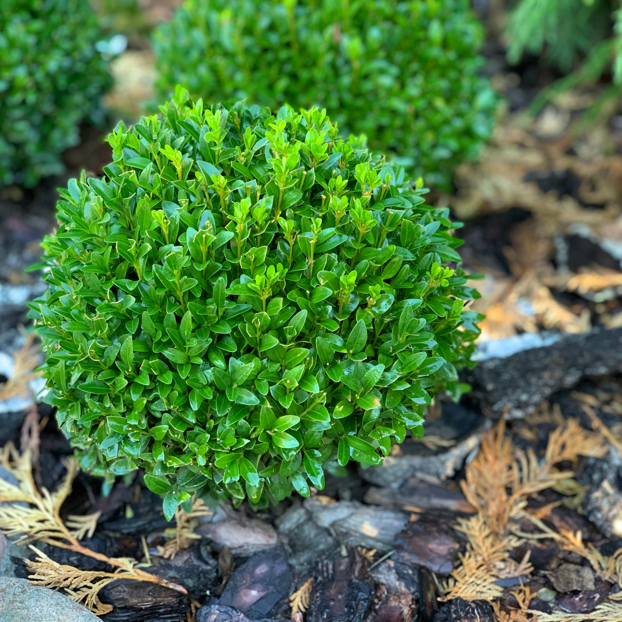 Compact green shrub in a garden setting with mulch and rocks.