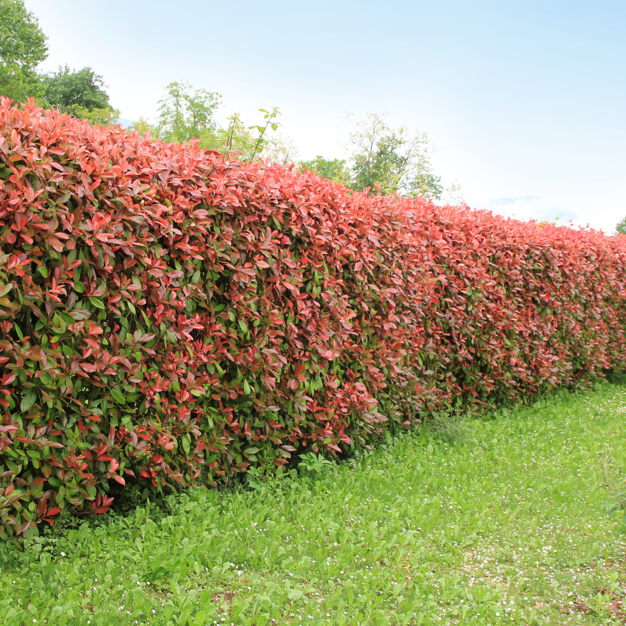 Red Tip Photinia Red Robin - Photinia fraseri Red Robin