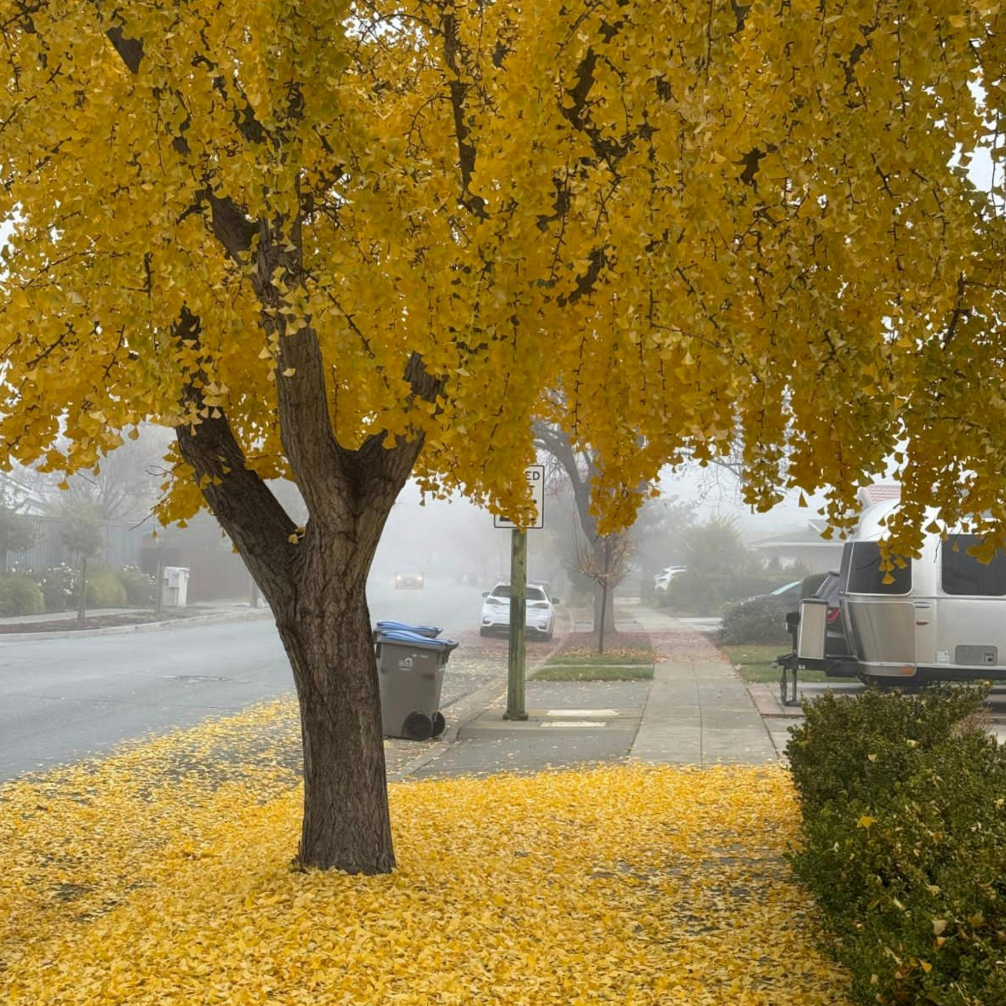 Ginkgo biloba - Maidenhair Tree Conifer
