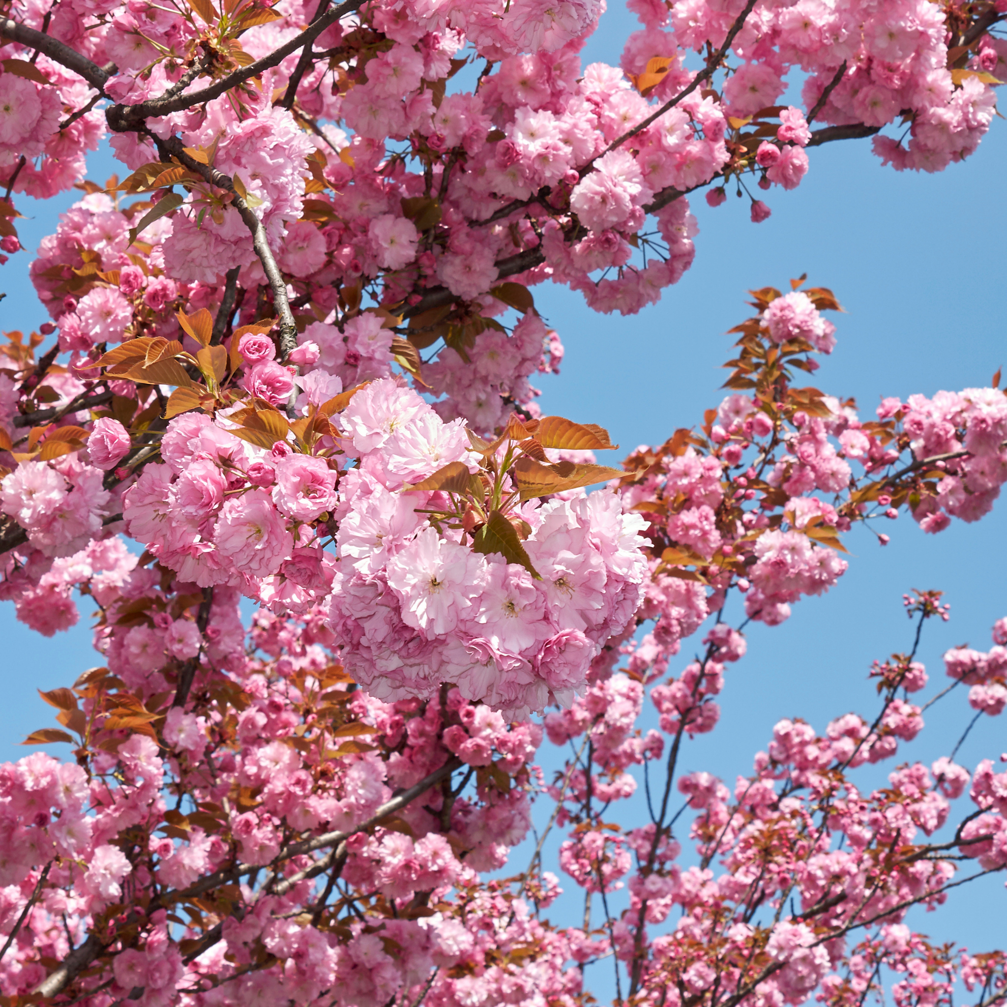 Prunus serrulata Cheals
