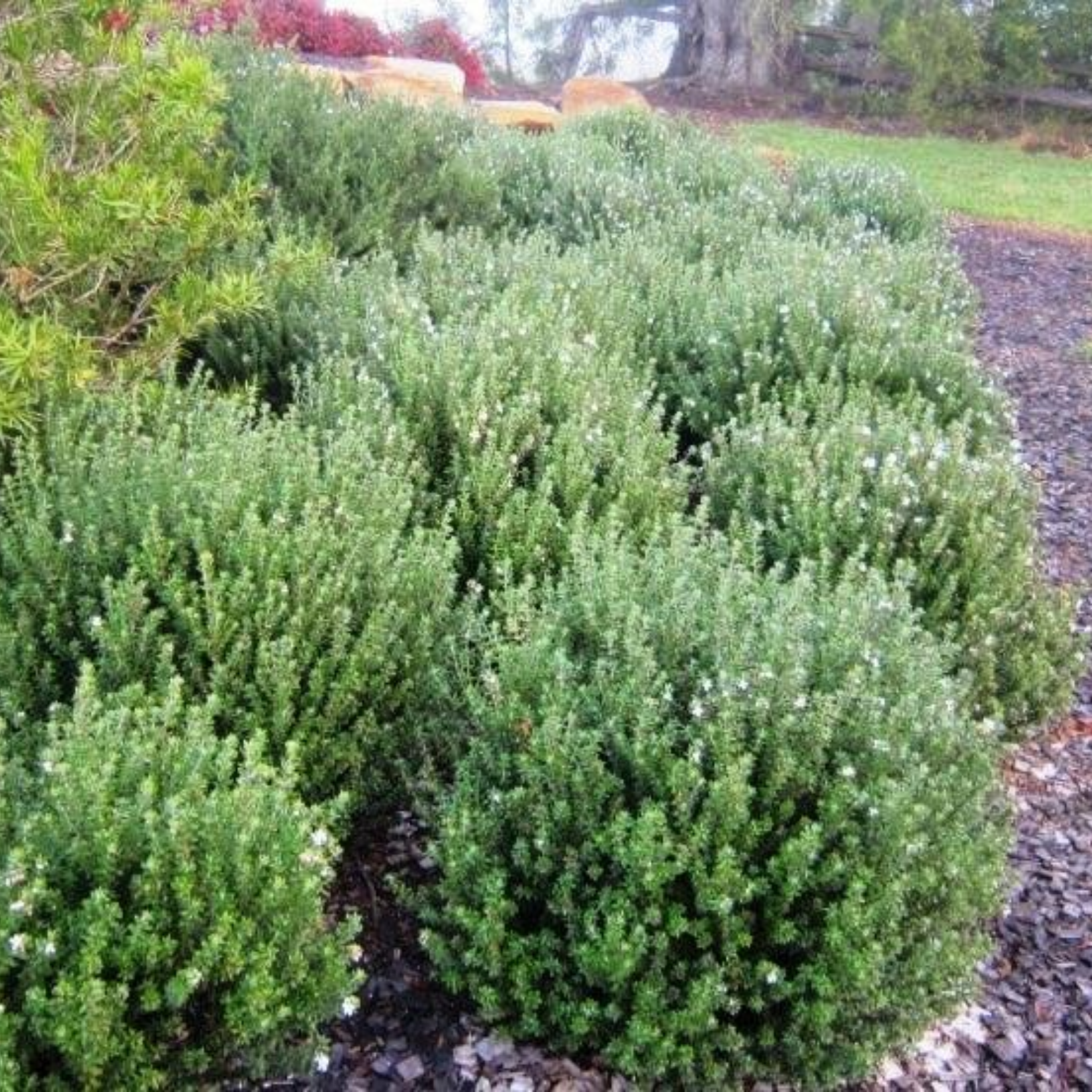 Grey Box Native Rosemary - Westringia fruticosa Grey Box