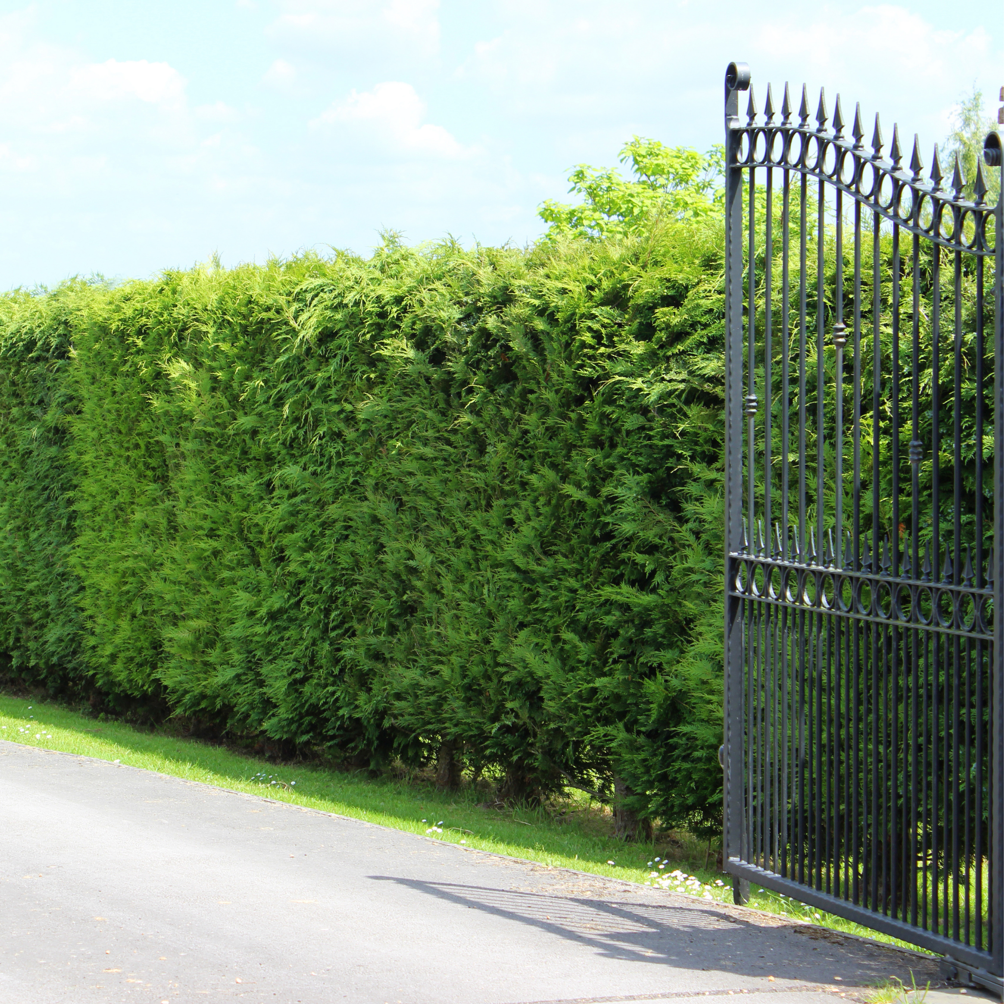 Wrought iron gate leading to a hedge-lined driveway