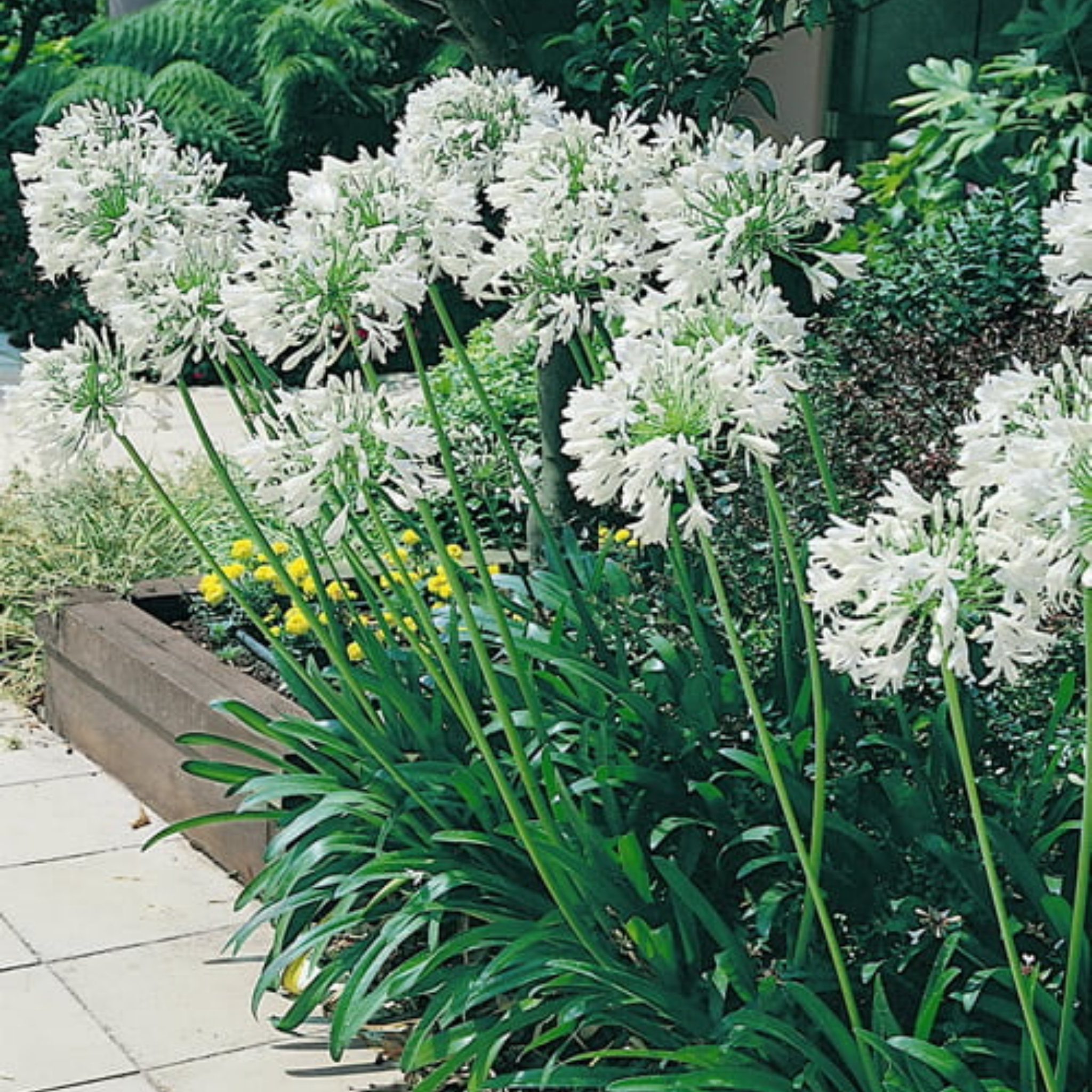 White Agapanthus - Lily of the Nile, African Lily