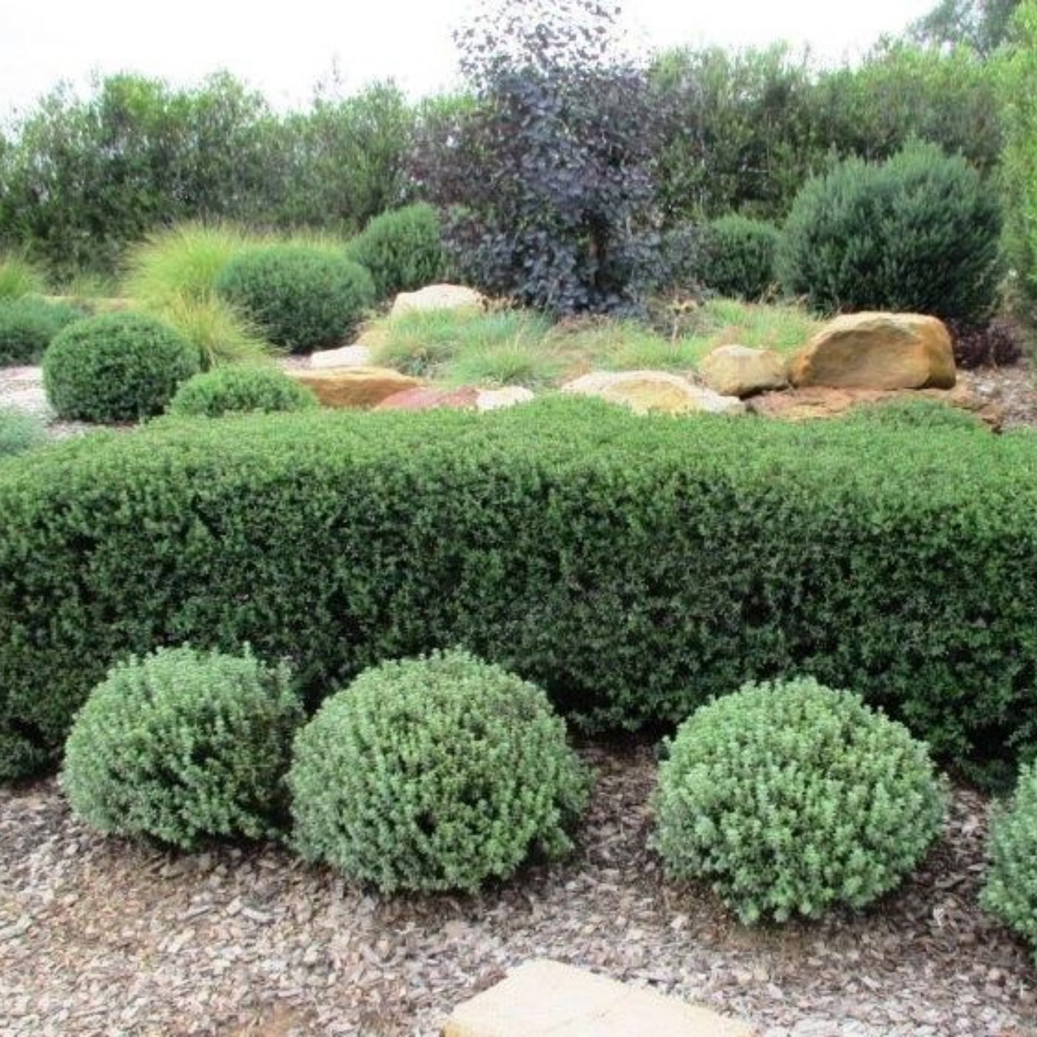 Aussie Box Native Rosemary - Westringia hybrida Aussie Box