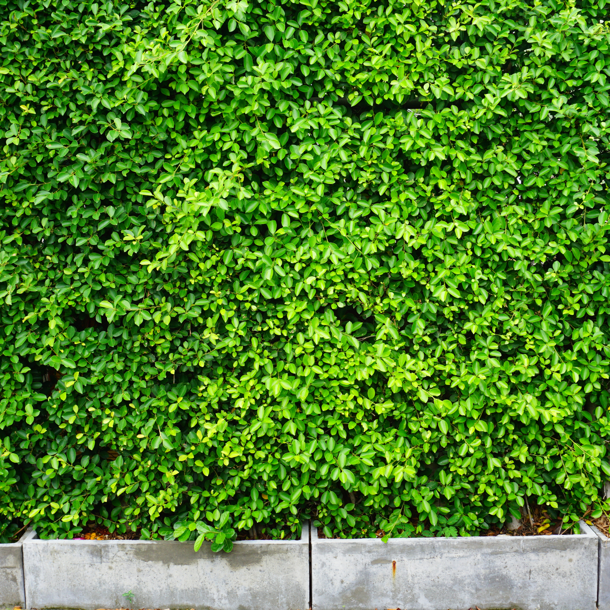 New Zealand Broadleaf Mint - Griselinia littoralis