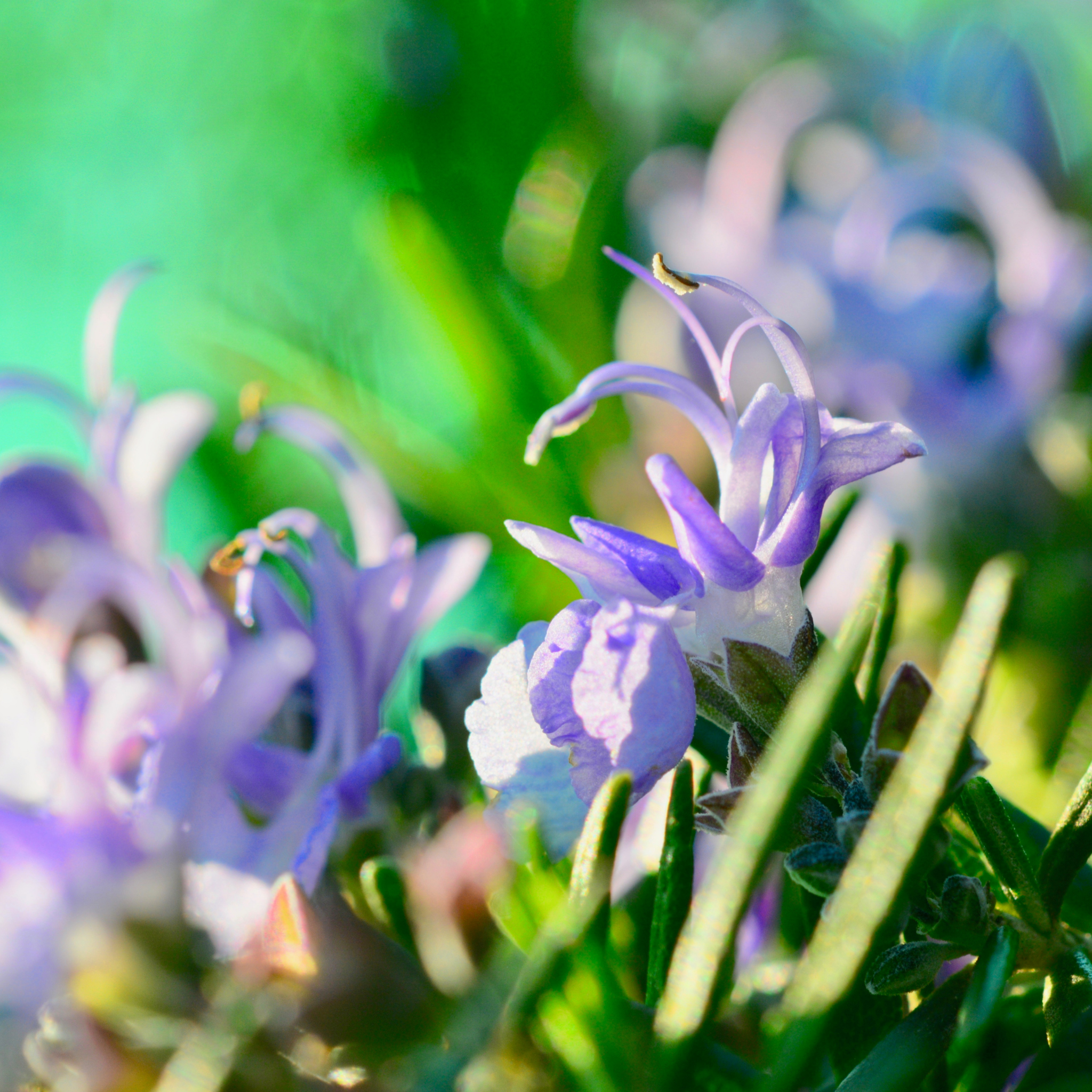 Rosemary Tuscan Blue - Rosmarinus officinalis Tuscan Blue