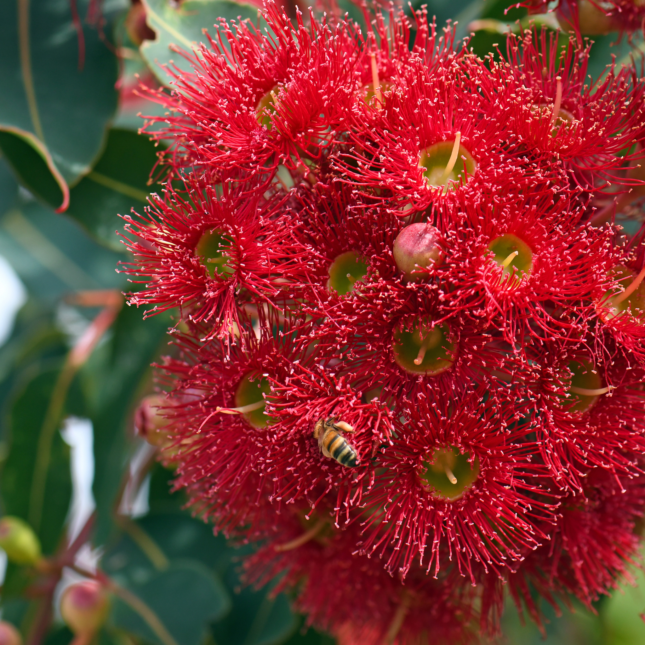 Red Flowering Gum Wildfire - Corymbia ficifolia 'Wildfire'