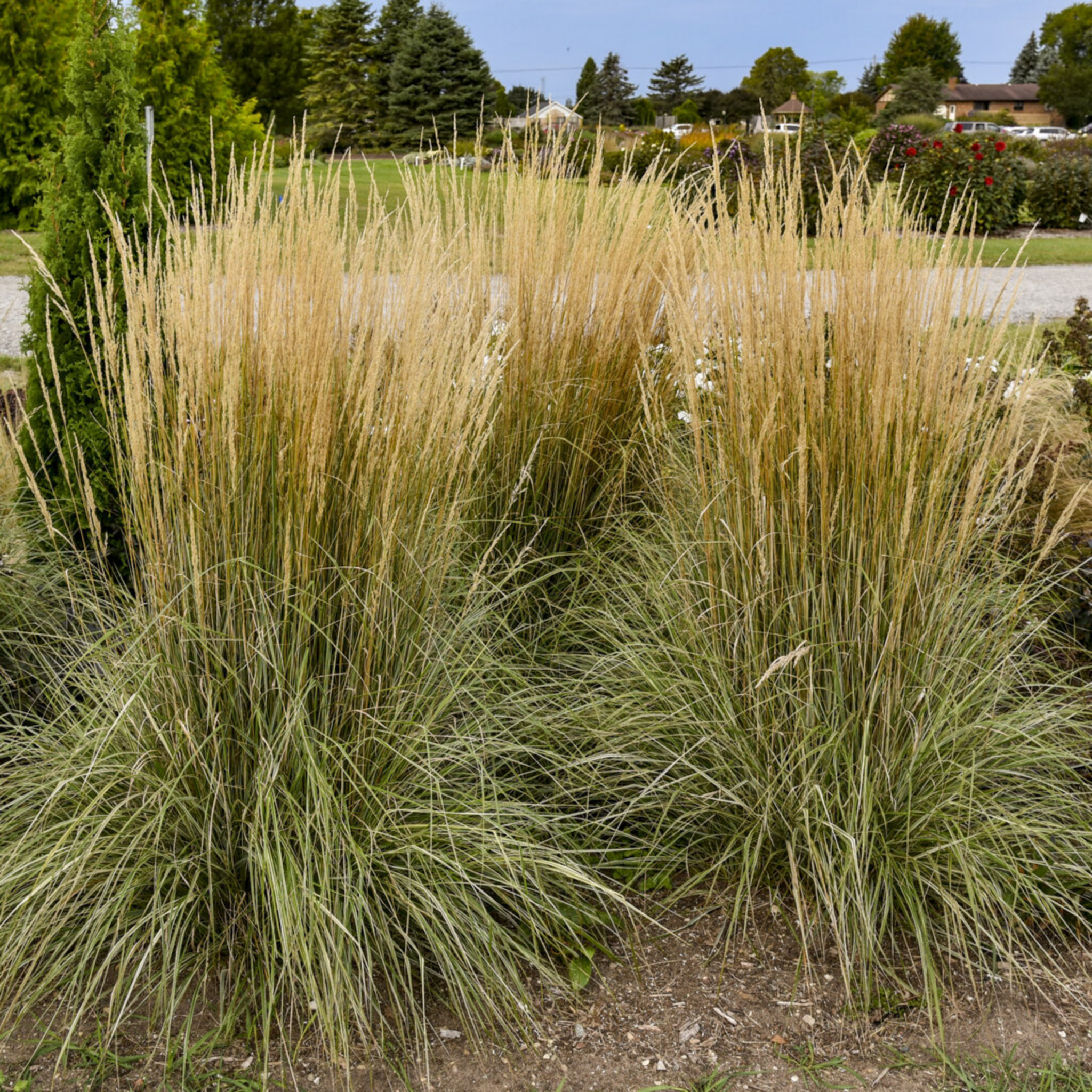 Tall grasses in a garden setting with trees and buildings in the background