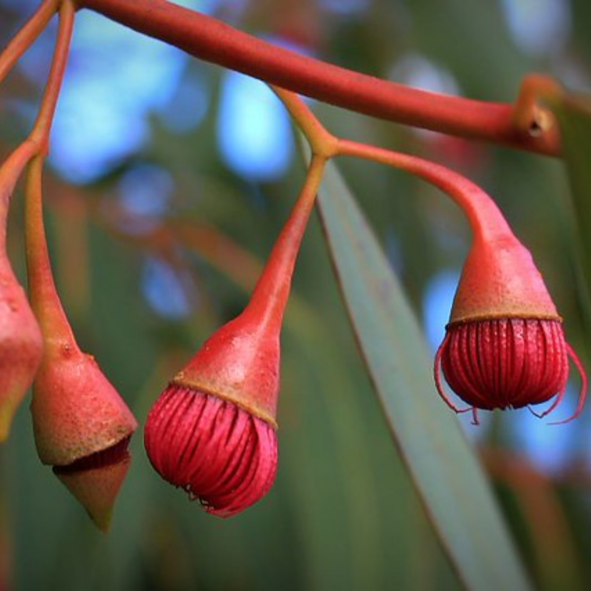 Yellow Gum - Eucalyptus leucoxylon