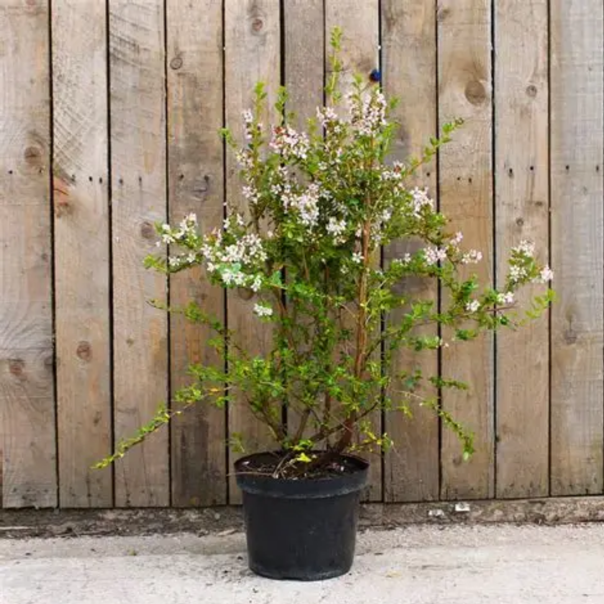 White Escallonia - Escallonia bifida exoniensis Iveyi